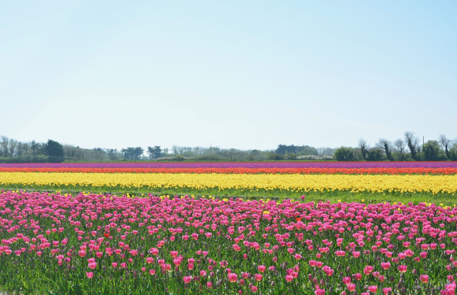 Nikon D5200 sample photo. Tulips, culture of tulips photography