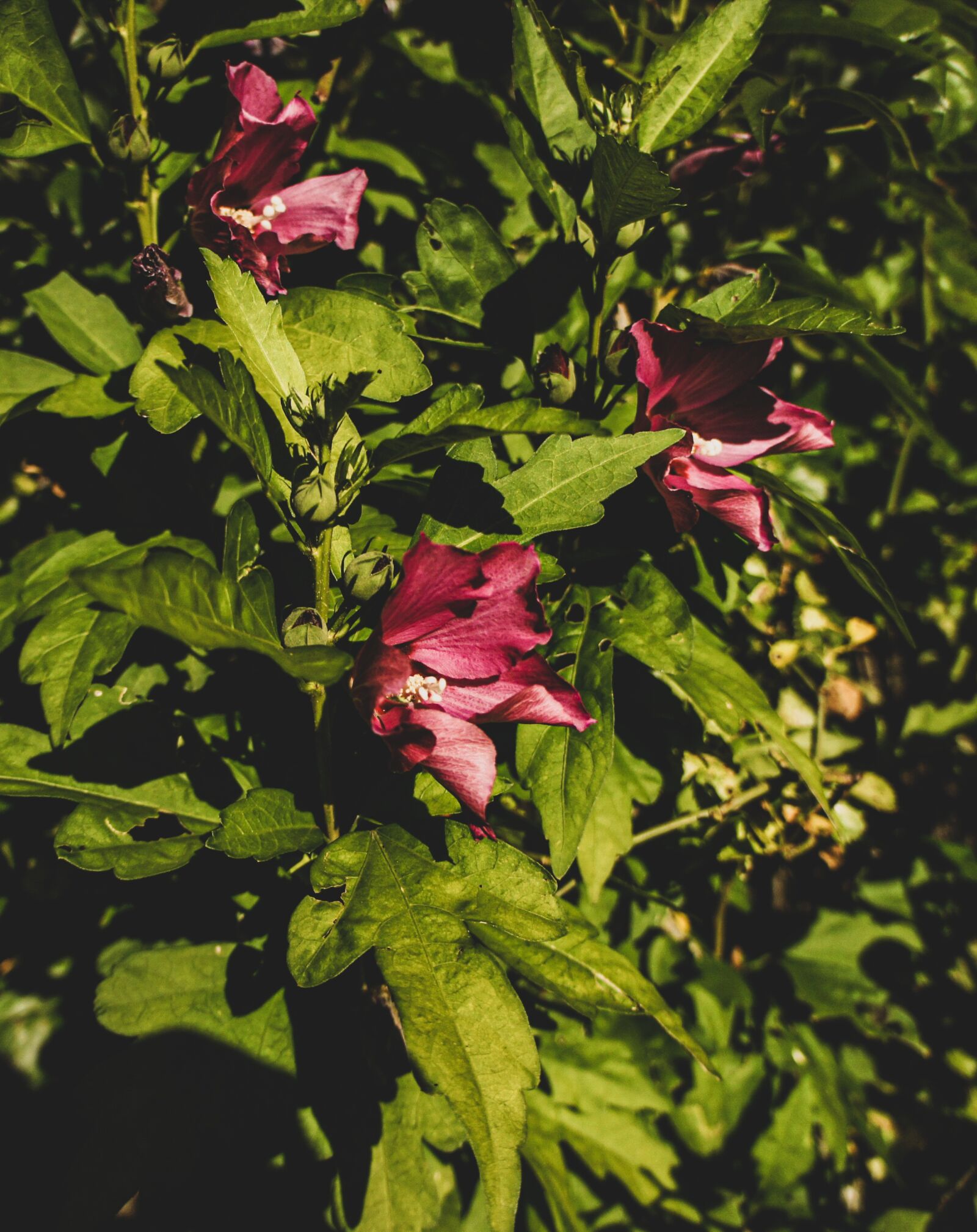 Sony Alpha NEX-3 sample photo. Flowers, flower, garden photography