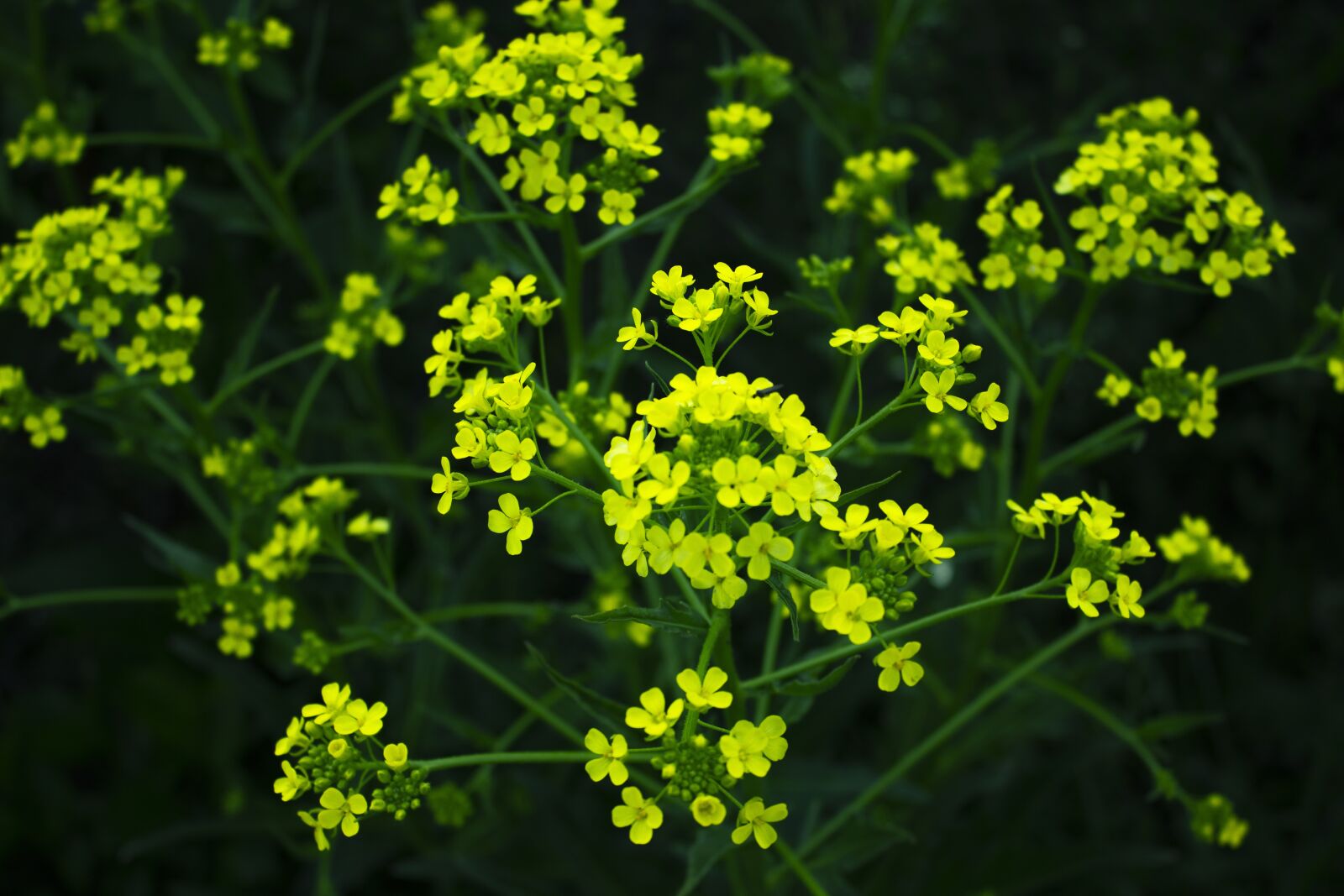Canon EOS 600D (Rebel EOS T3i / EOS Kiss X5) sample photo. Grass, nature, mood photography
