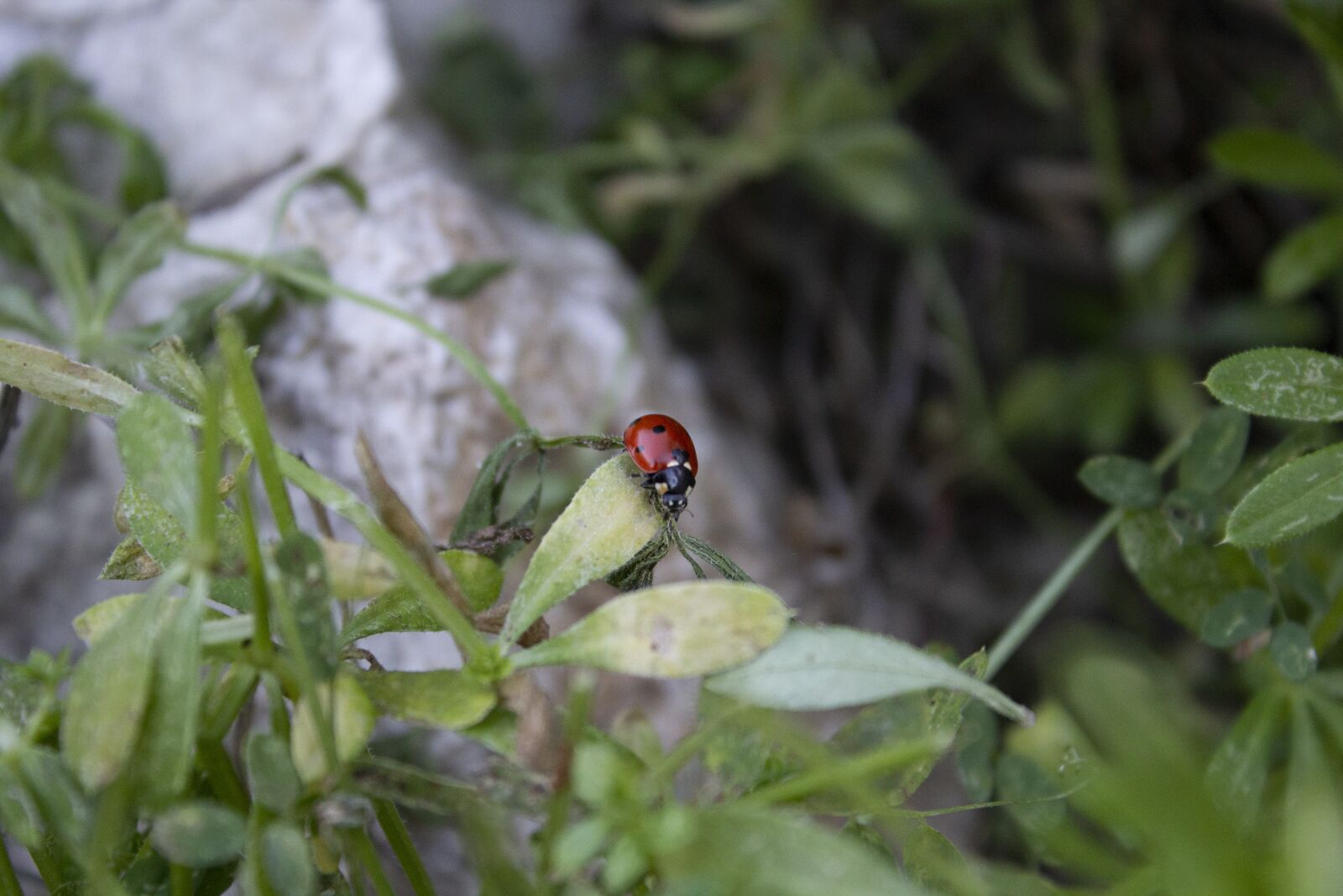 Canon EOS 600D (Rebel EOS T3i / EOS Kiss X5) sample photo. Coccinellidae, insect, natura photography
