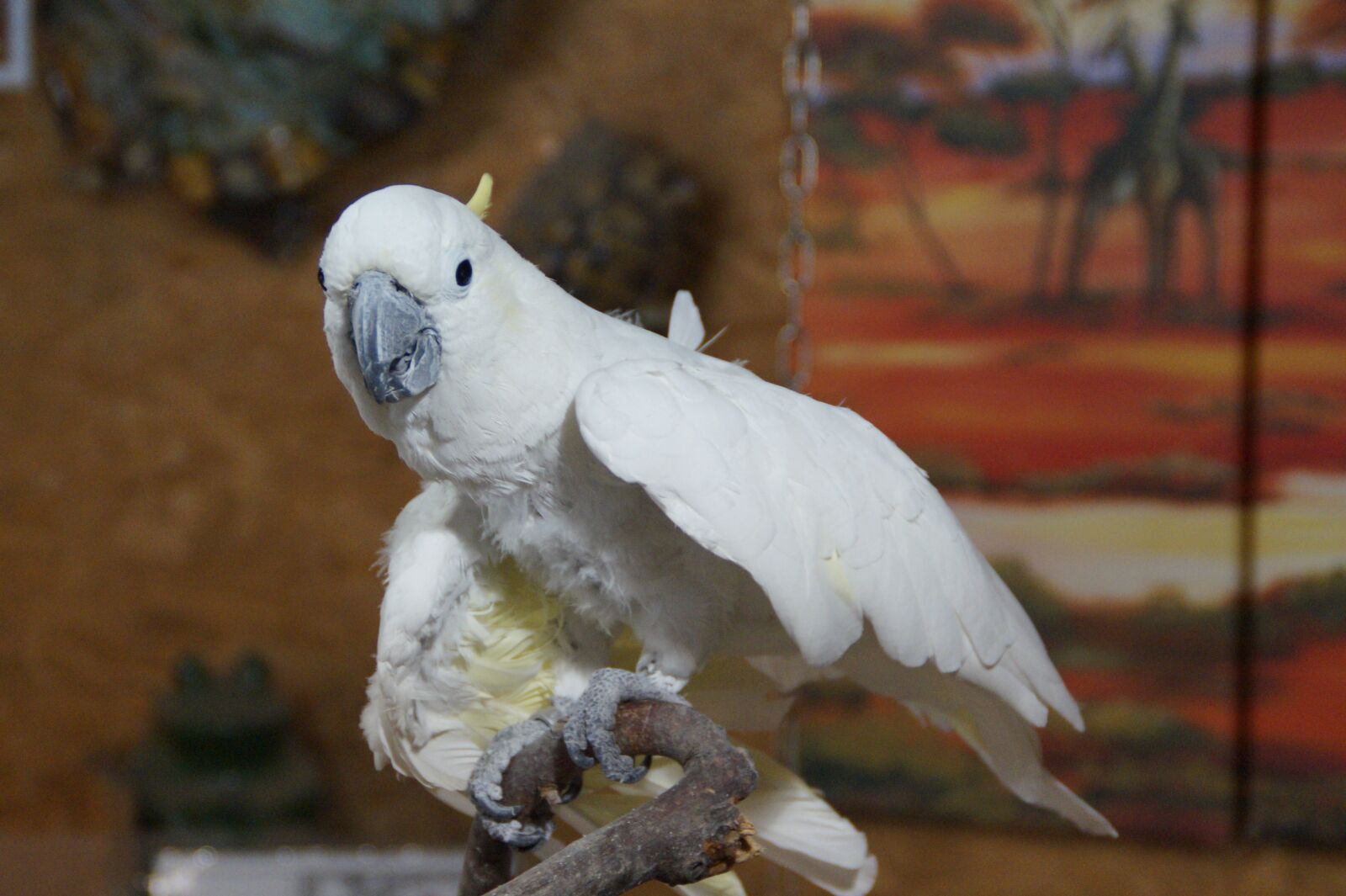 Sony SLT-A58 sample photo. Cockatoo, bird, parrot photography