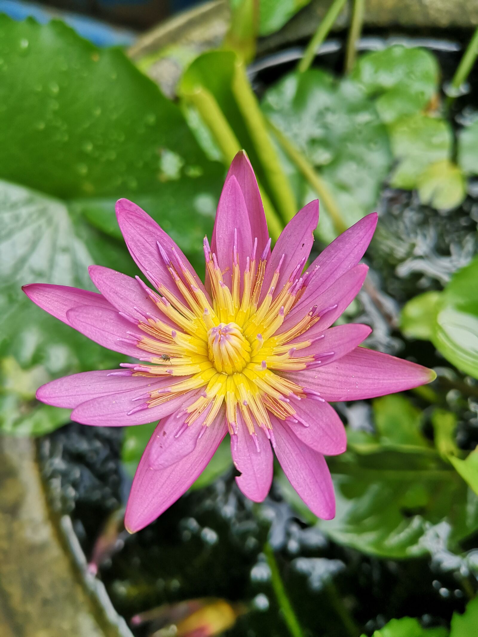 HUAWEI P20 sample photo. Purple, open, flowers photography