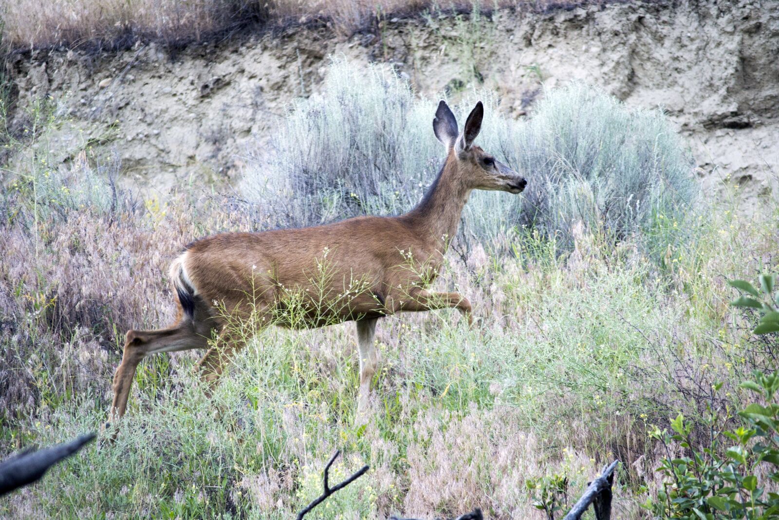 Nikon D3100 sample photo. Deer, mule, animal photography