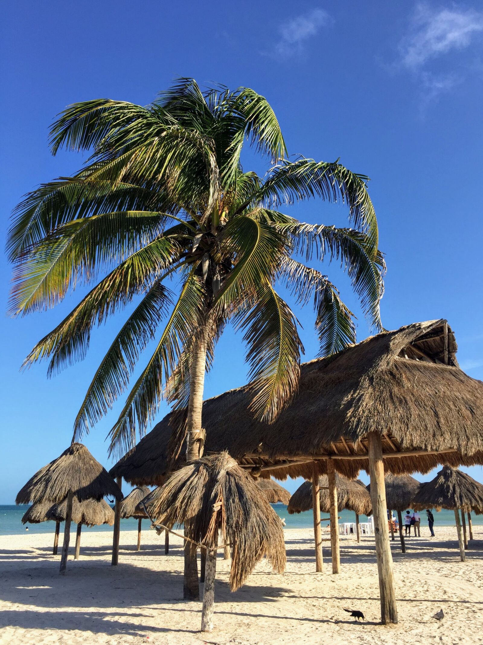iPhone 6 back camera 4.15mm f/2.2 sample photo. Beach, palm trees, paradise photography