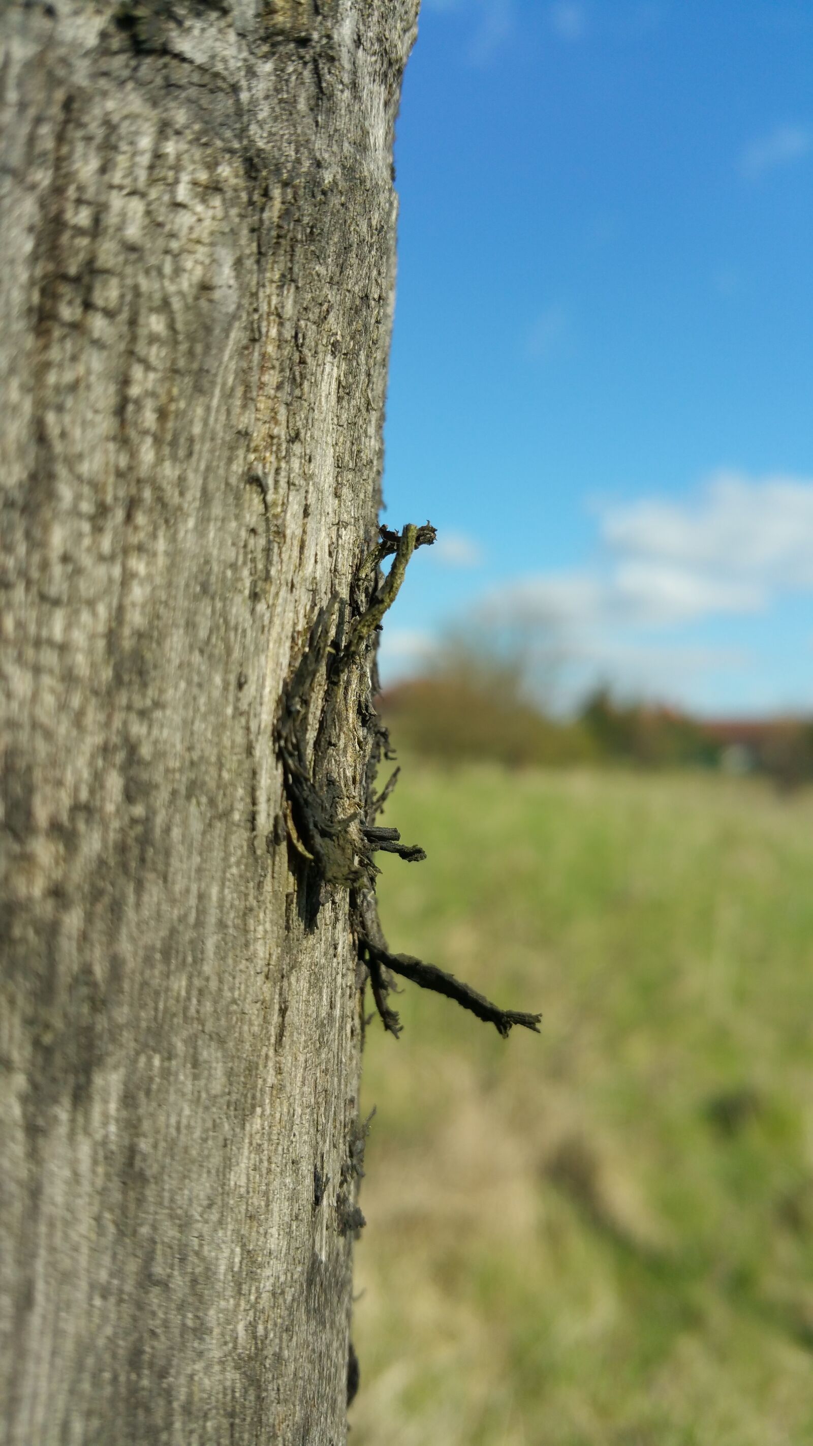 Samsung Galaxy Note4 sample photo. Wood, tree, damaged tree photography