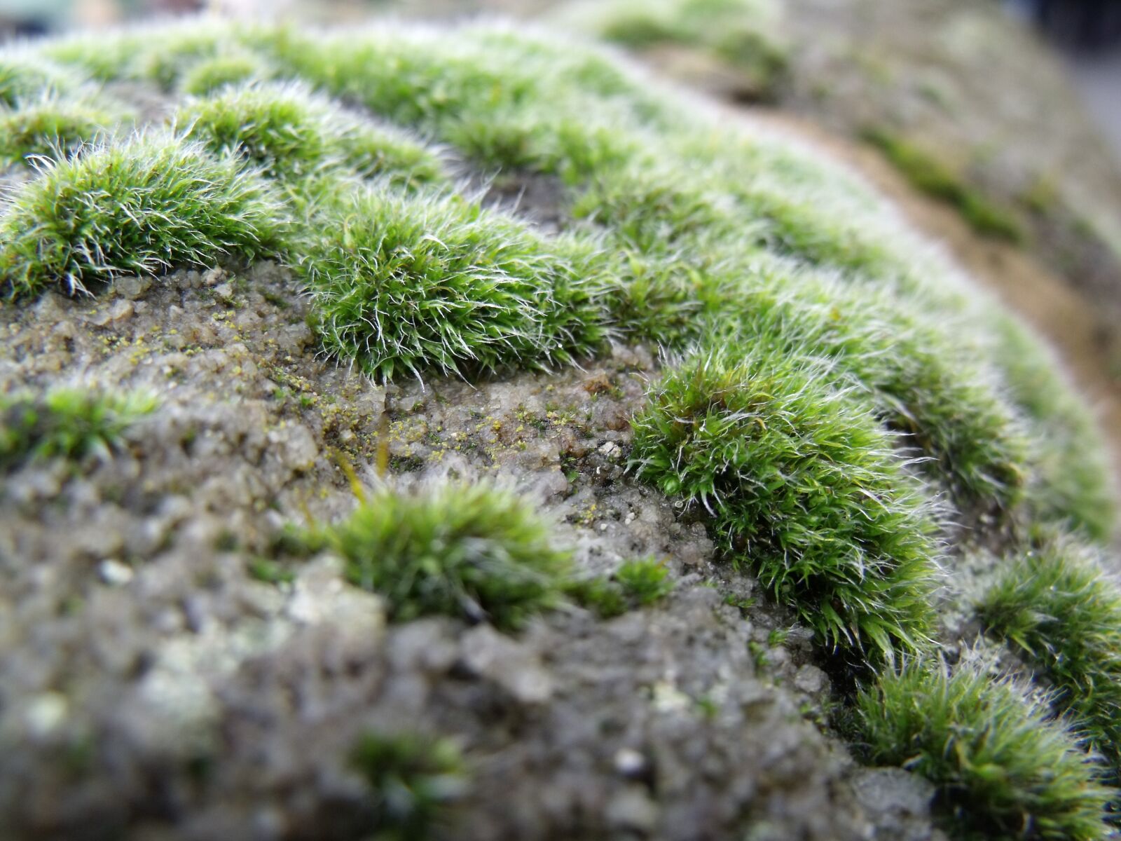 Fujifilm FinePix S1500 sample photo. Moss, wall, stone photography