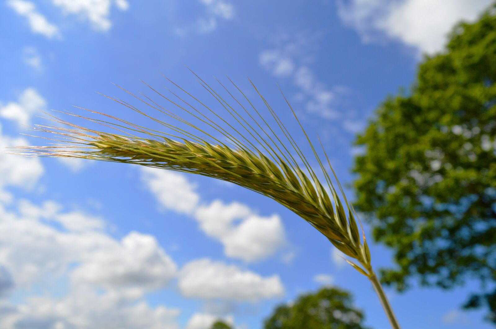 Nikon D3200 sample photo. Rye, cereals, agriculture photography