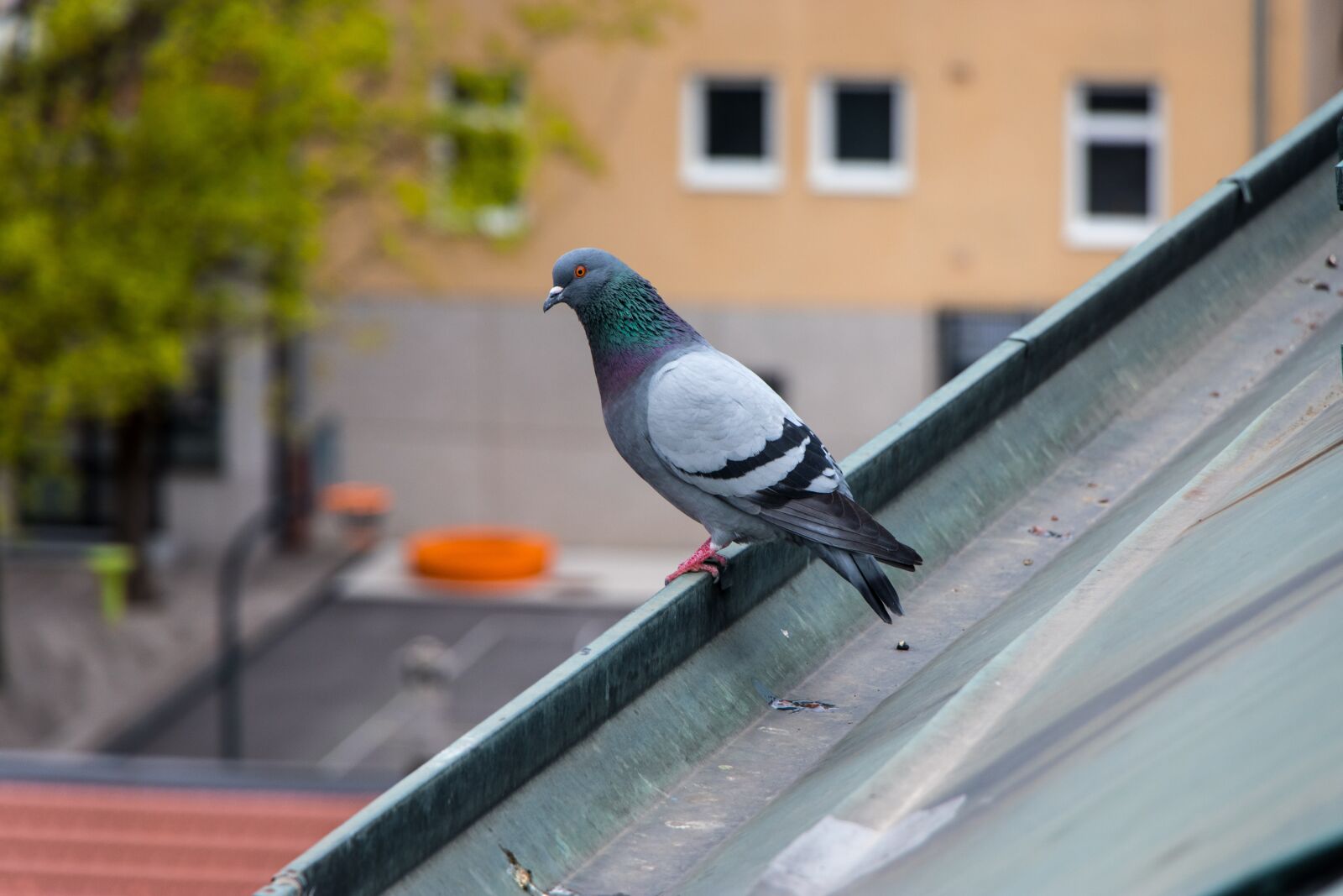Canon EF-S 18-135mm F3.5-5.6 IS USM sample photo. Pigeon, city, bird photography