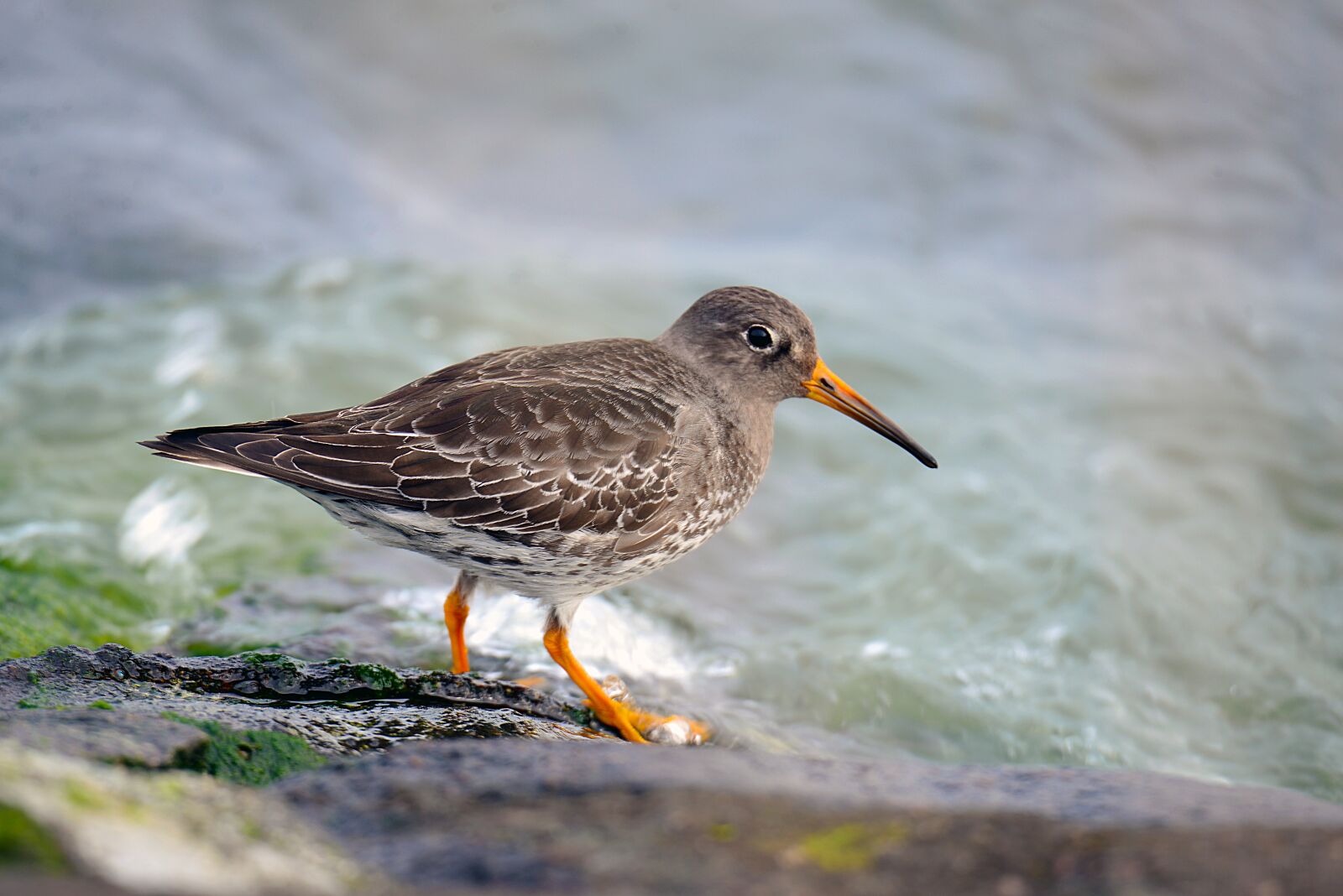 Nikon D600 sample photo. Ocean beach runner, bird photography