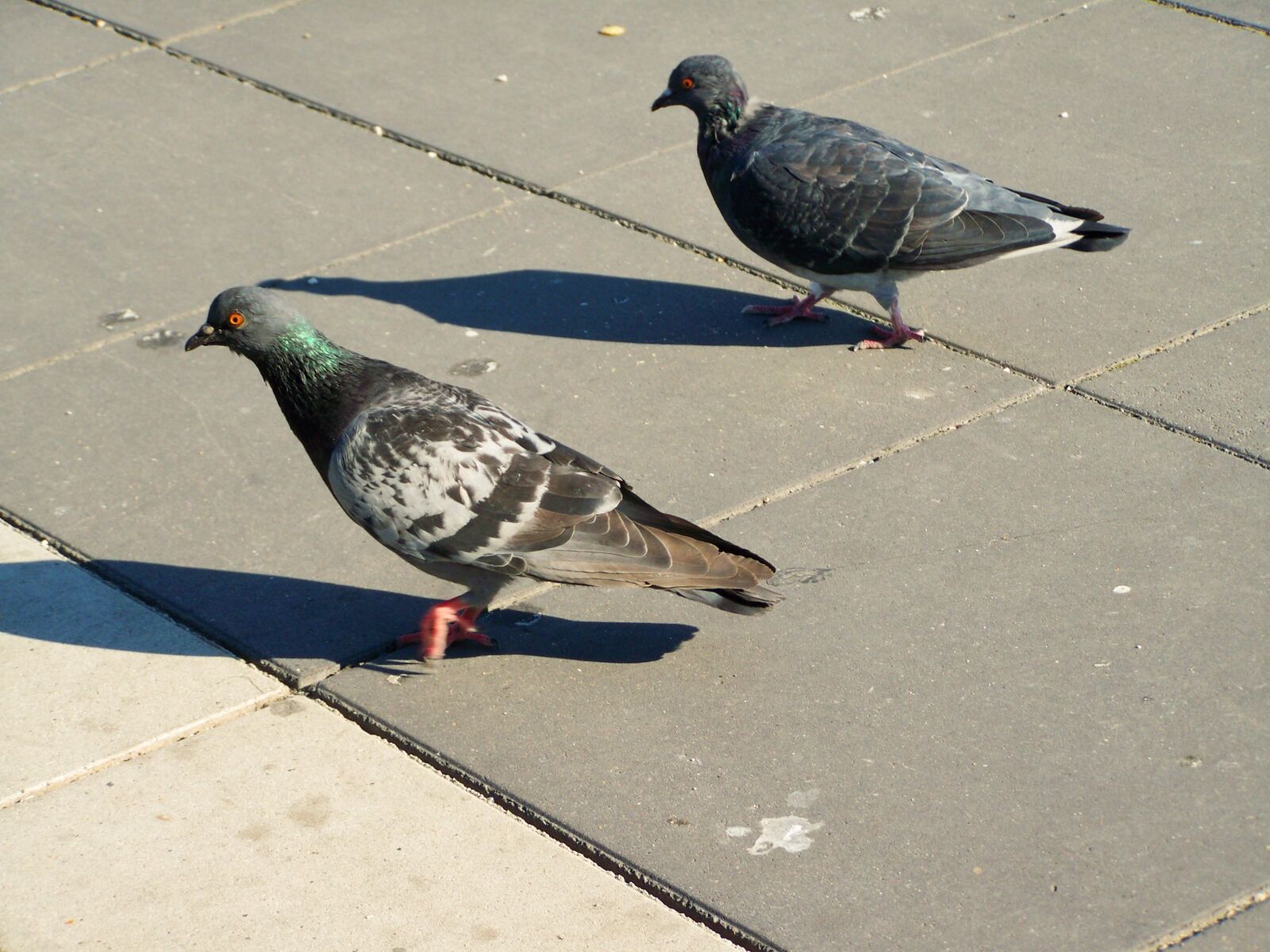 Kodak EASYSHARE ZD710 ZOOM DIGITAL CAMERA sample photo. Urban pigeon, bird, animal photography