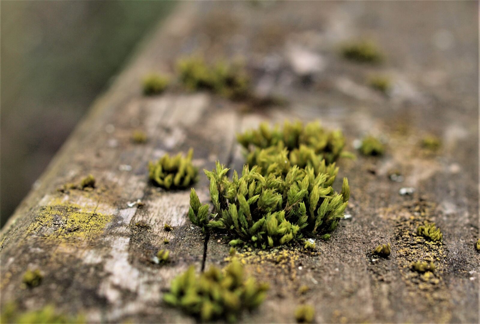 Olympus E-520 (EVOLT E-520) sample photo. Nature, flora, outdoors photography