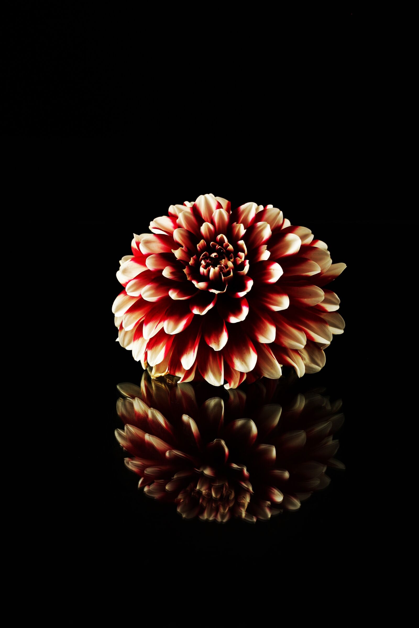 Canon EOS 40D sample photo. Dahlia, red dahlia, reflection photography