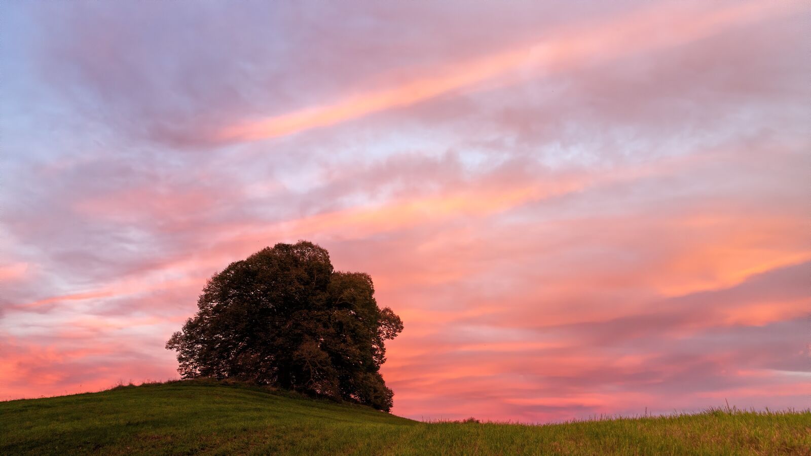 Canon EOS 5D sample photo. Afterglow, tree, hill photography