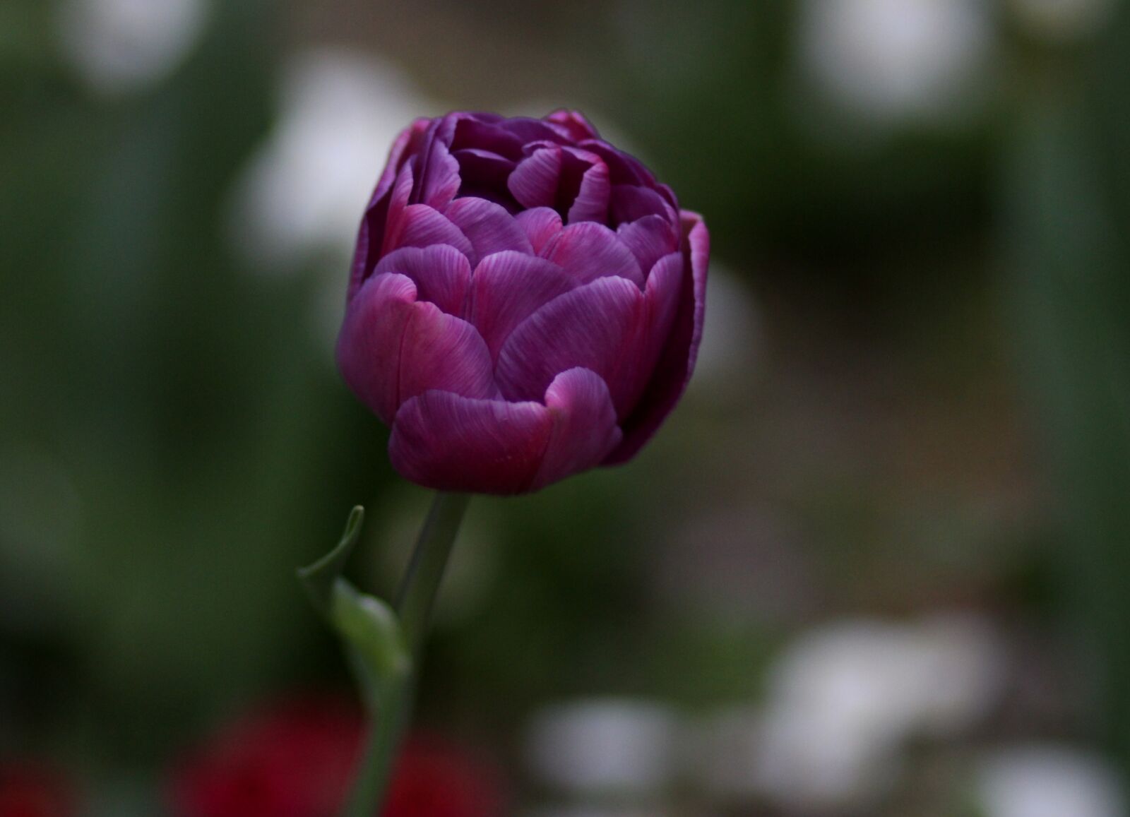 Canon EOS 700D (EOS Rebel T5i / EOS Kiss X7i) + Canon EF 85mm F1.8 USM sample photo. Tulip, mov, petals photography