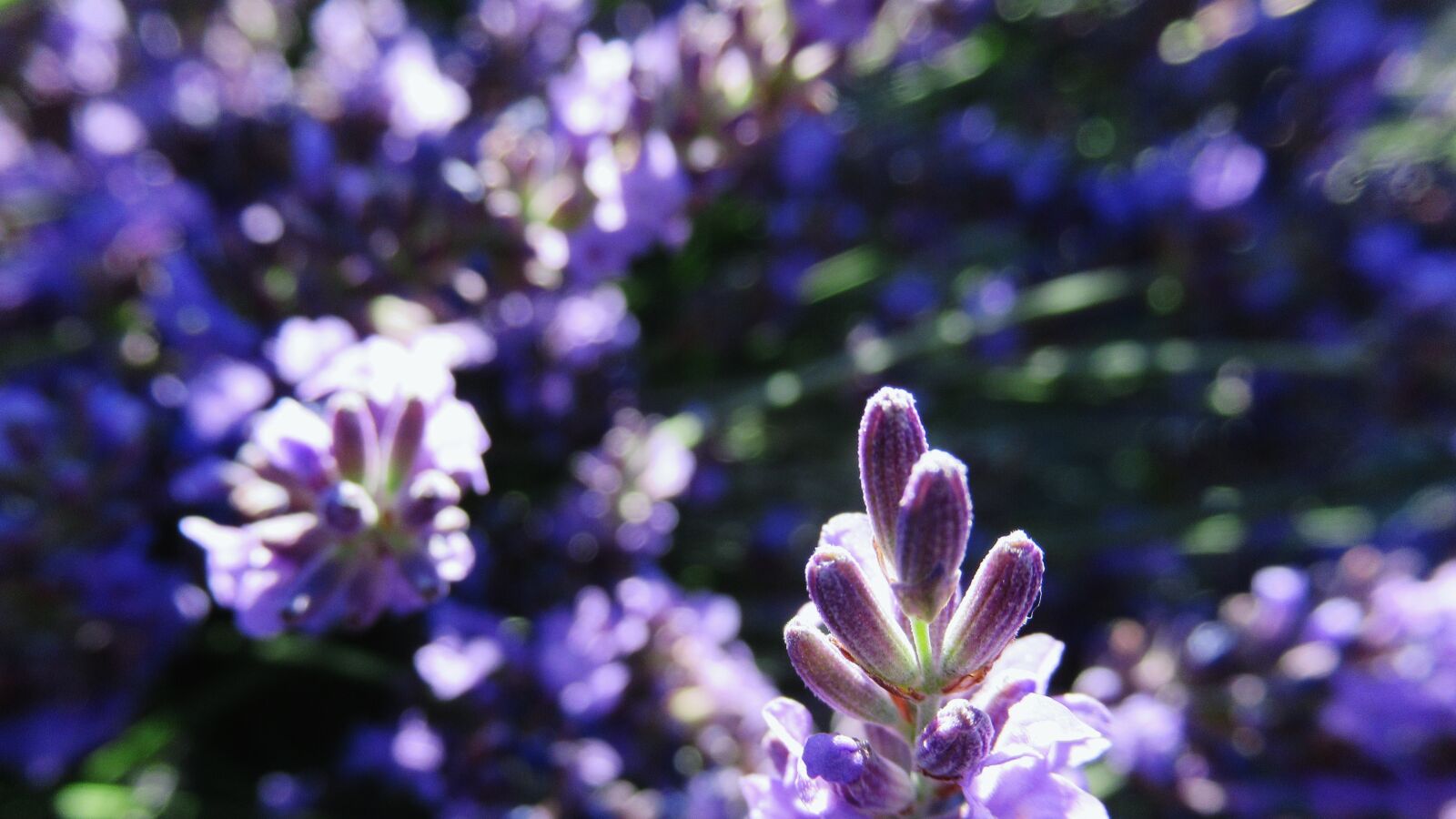 Canon PowerShot SX620 HS sample photo. Lavender, purple, plant photography