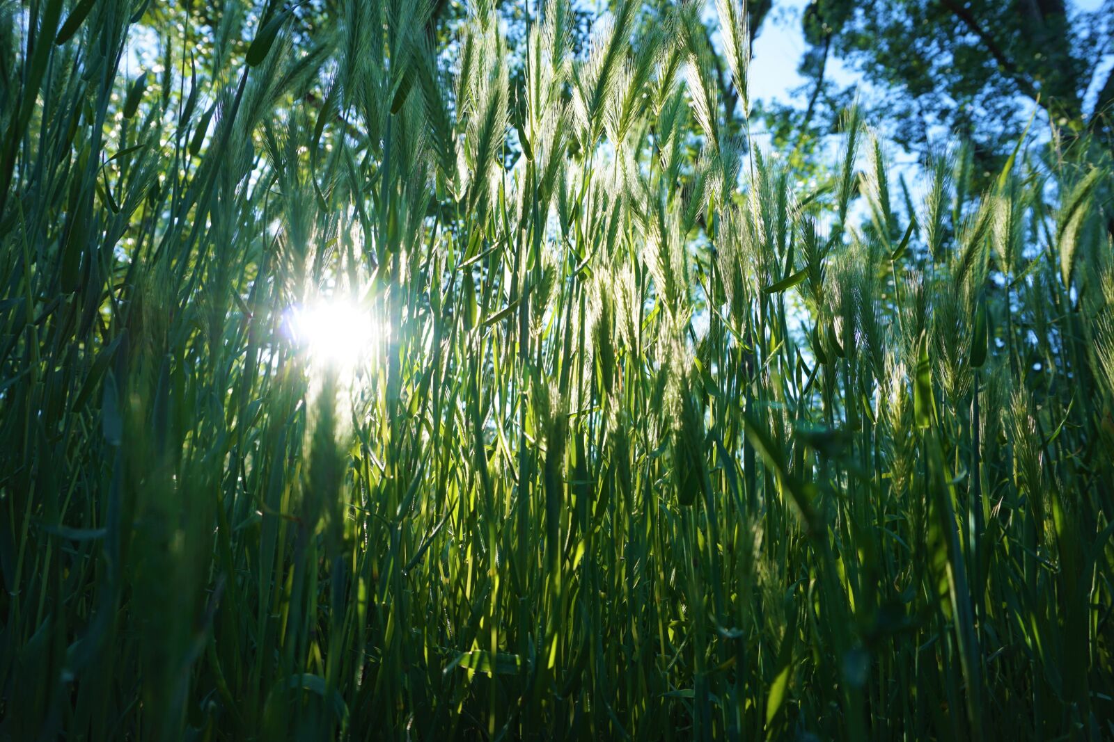 Sony a6000 sample photo. Barley, field, cereals photography