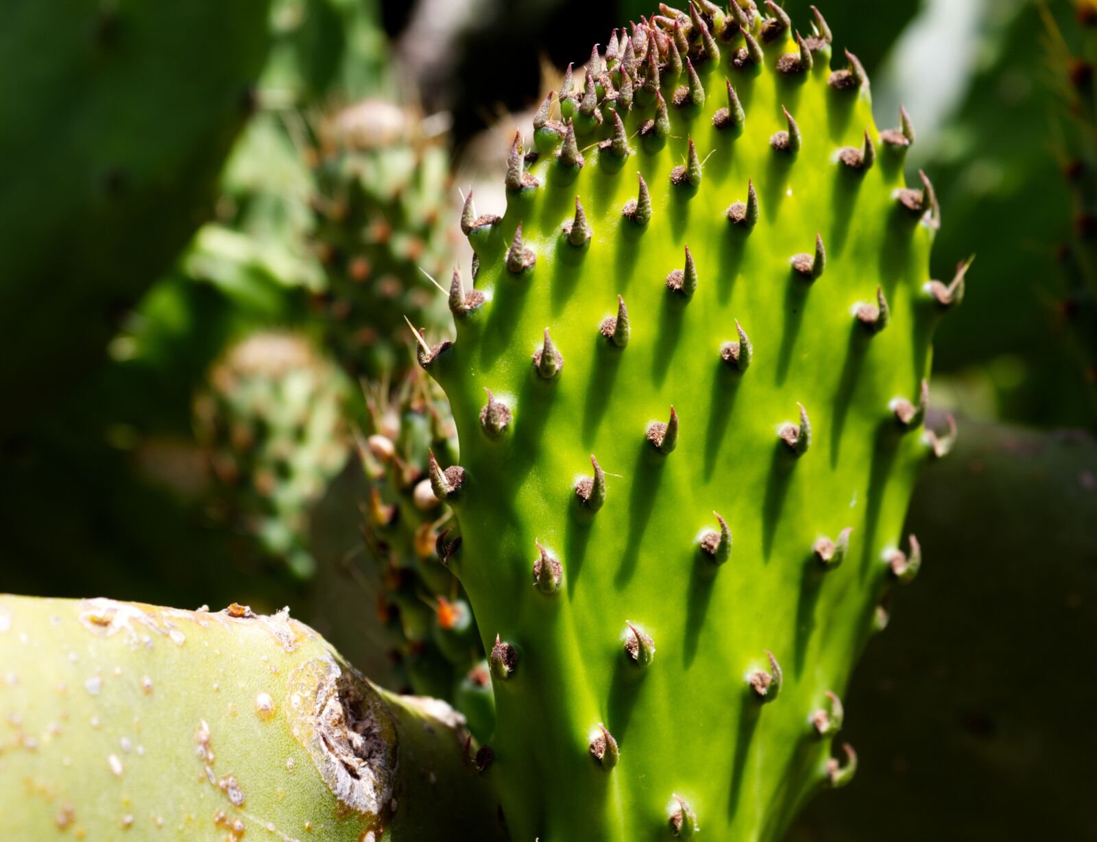 Canon EOS 1300D (EOS Rebel T6 / EOS Kiss X80) sample photo. Cactus, prickly, pear leaf photography