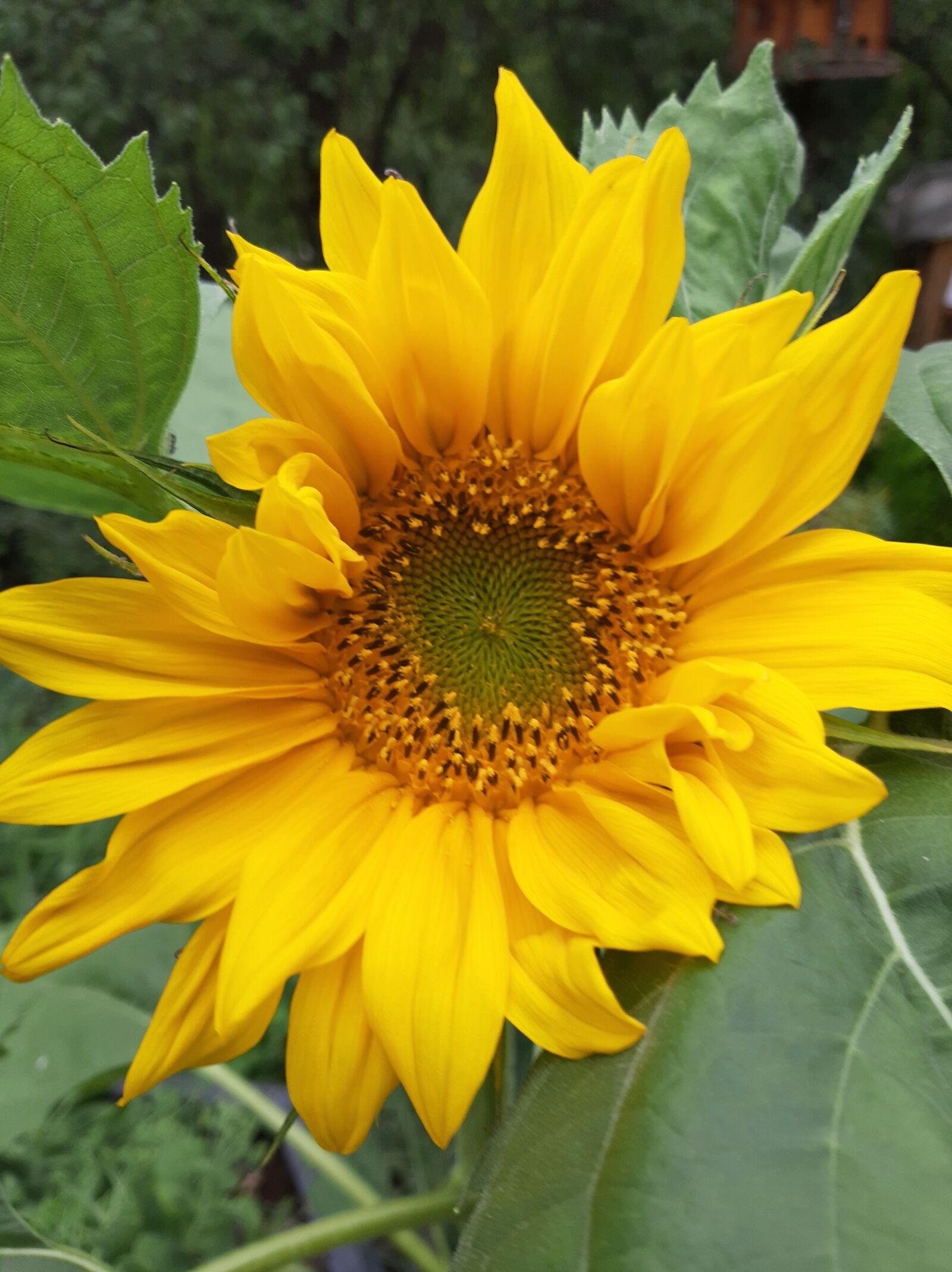 Samsung Galaxy A50 sample photo. Sunflower, flower, summer photography