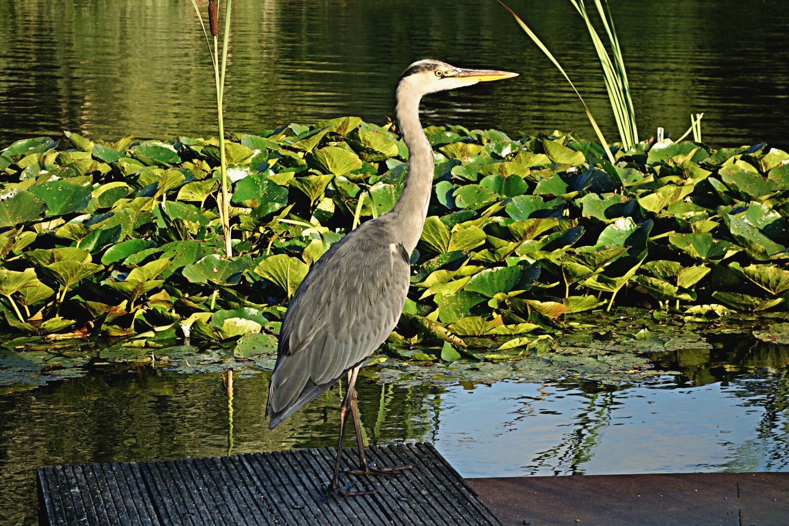 Sony Cyber-shot DSC-RX100 sample photo. Heron, blue heron, bird photography