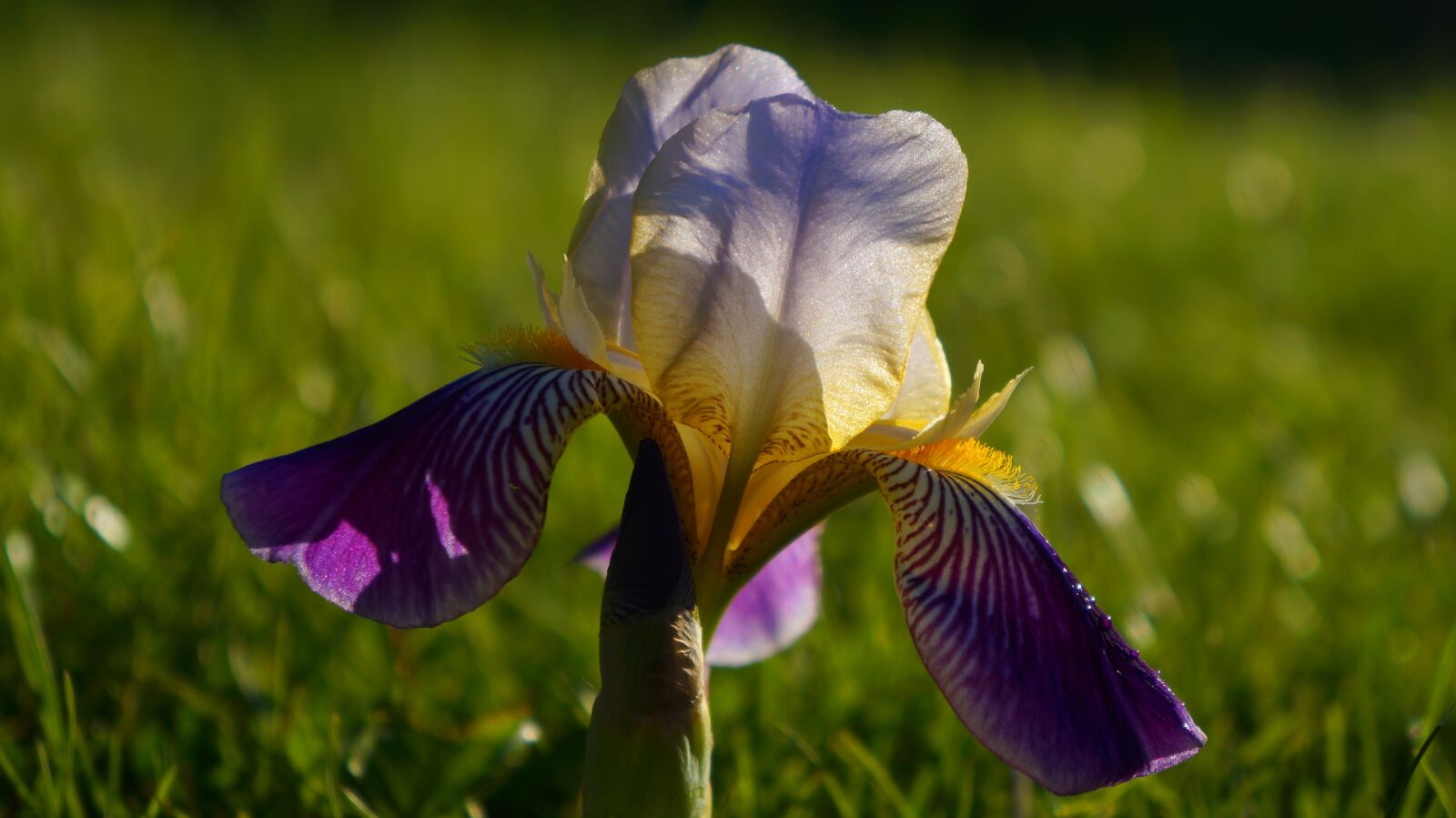Sony Alpha a3000 + Sony E 18-55mm F3.5-5.6 OSS sample photo. Nature, plants, iris photography