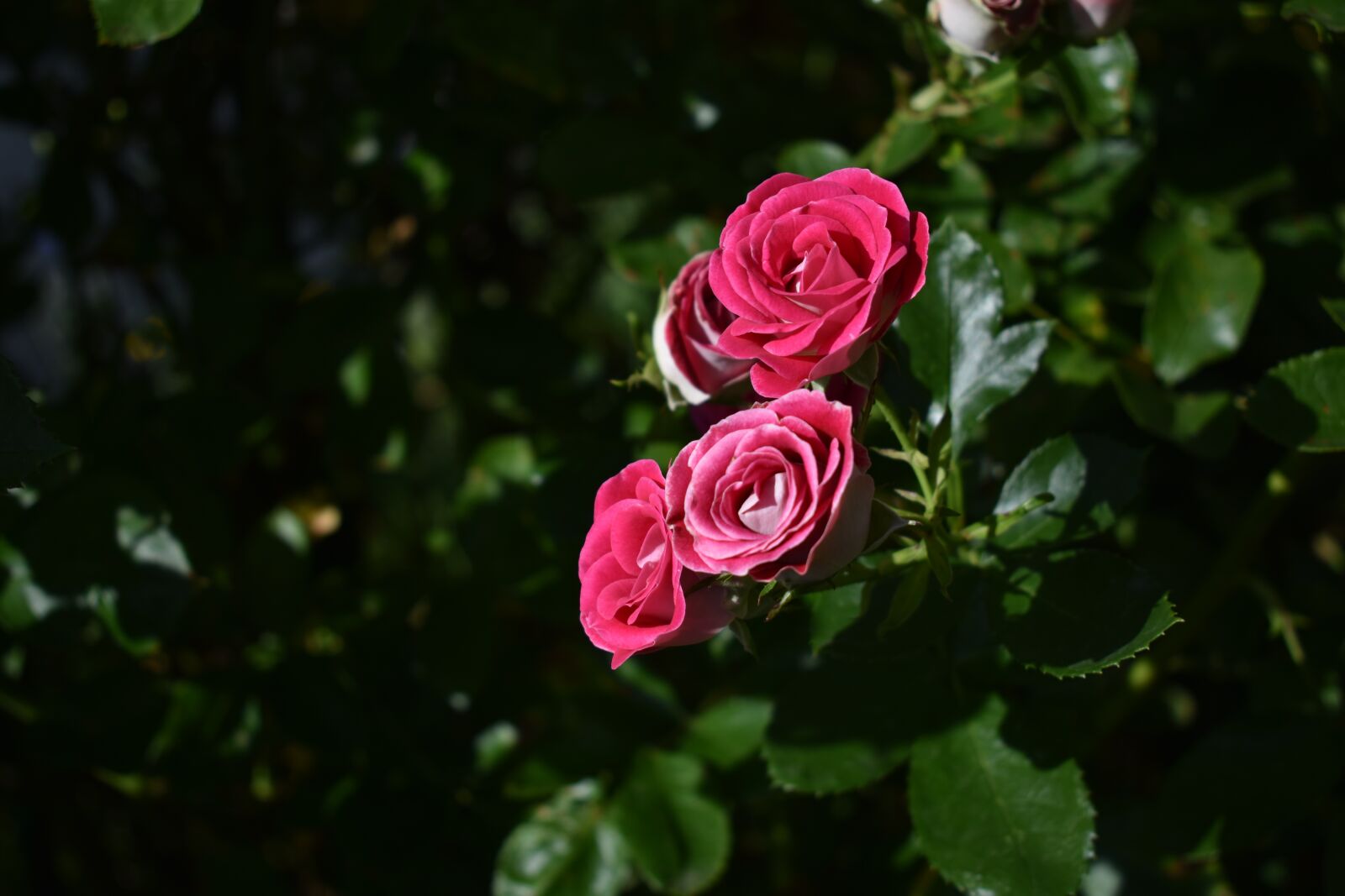 Nikon D3400 sample photo. Rose, flower, garden photography