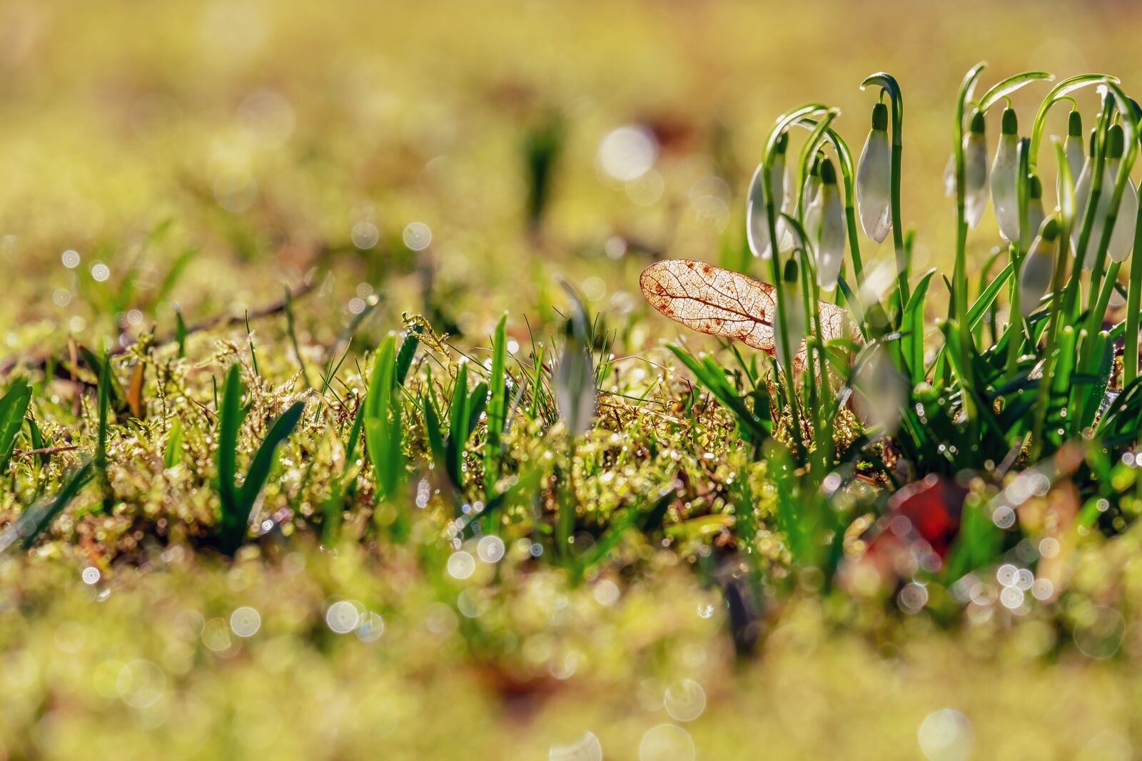 Fujifilm XF 55-200mm F3.5-4.8 R LM OIS sample photo. Snowdrop, flower, white photography