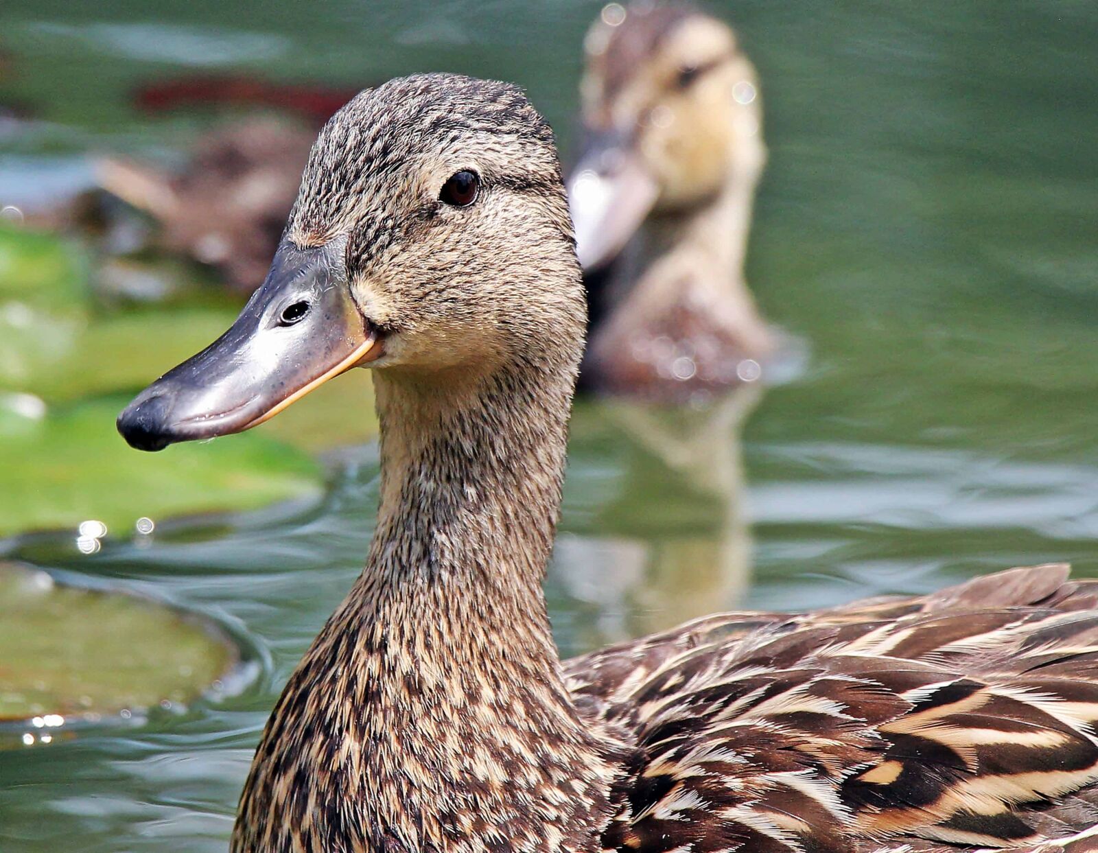 Canon EOS 550D (EOS Rebel T2i / EOS Kiss X4) sample photo. Nature, wildlife, waterfowl, wild photography