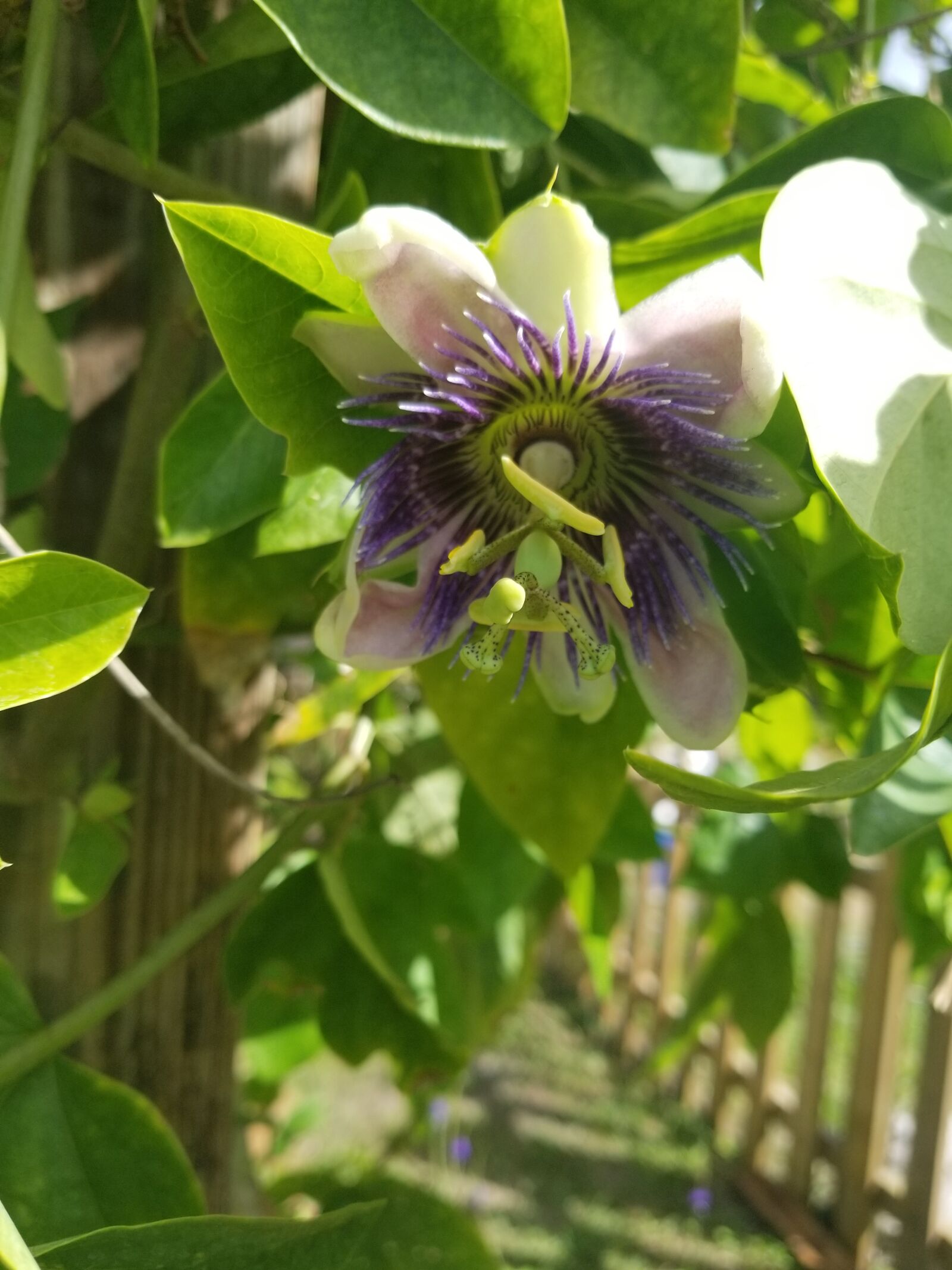 Samsung Galaxy S8 sample photo. Vine, passion, flower photography