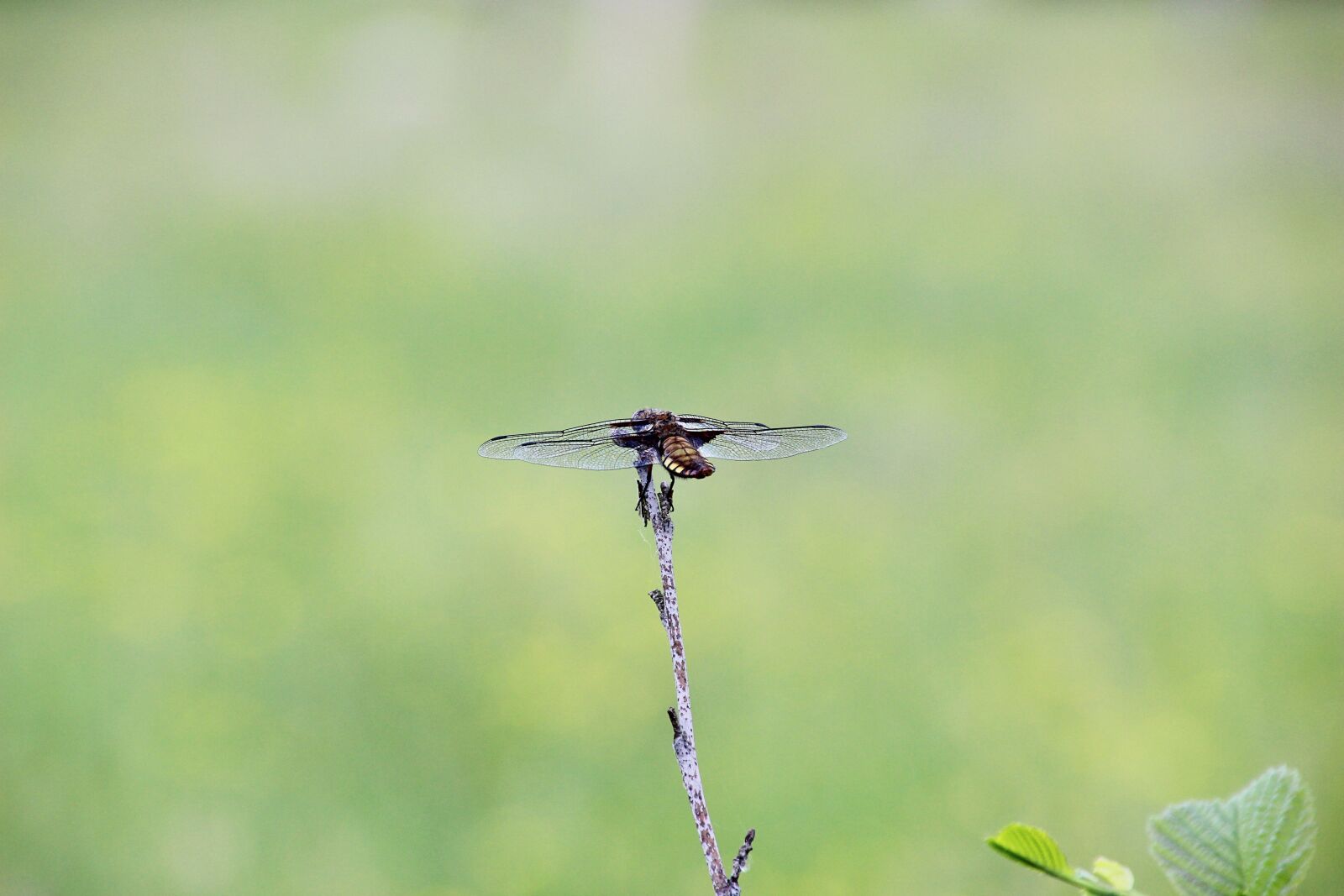 Canon EOS 600D (Rebel EOS T3i / EOS Kiss X5) sample photo. Bug, dragonfly, wings photography
