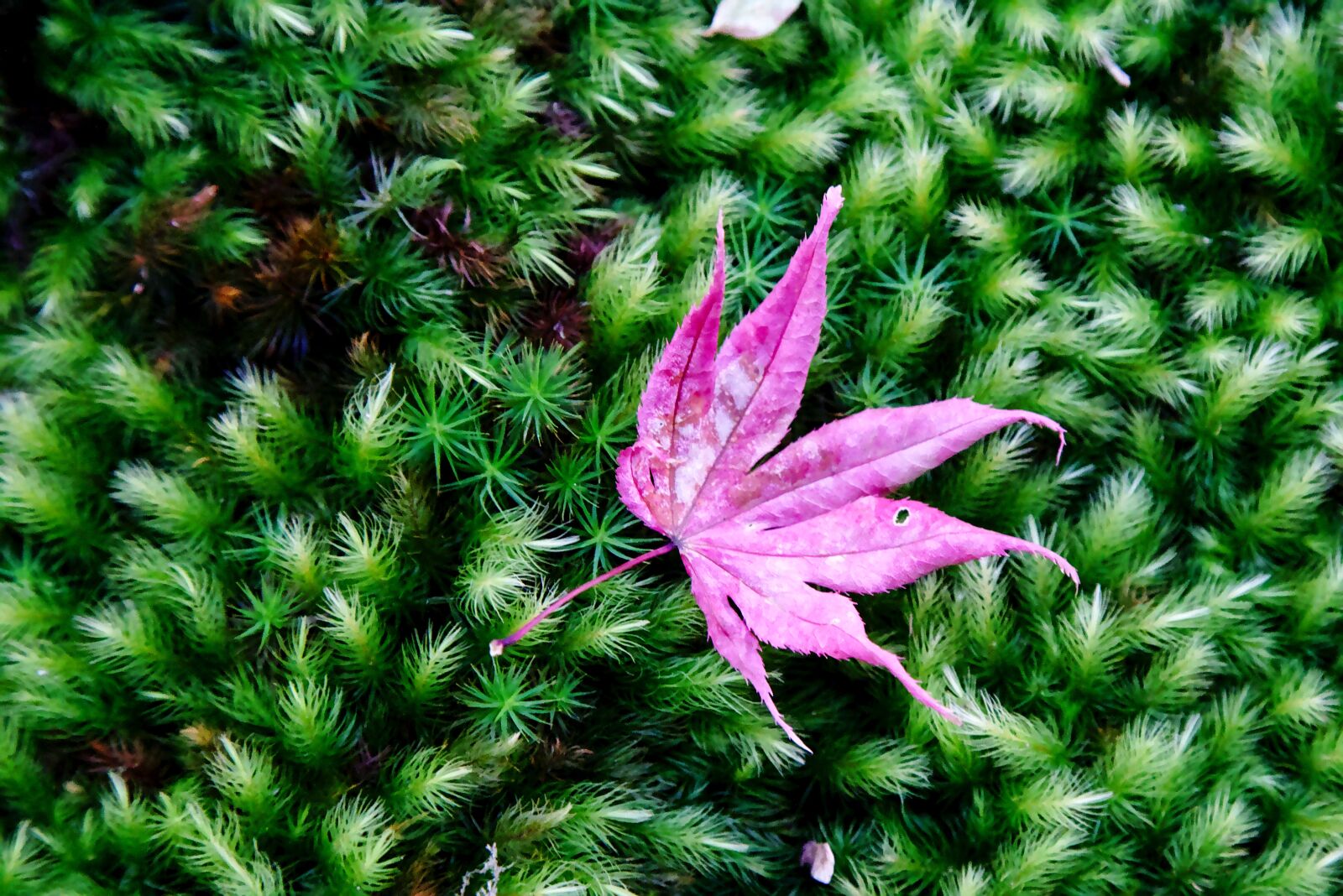 Canon EOS 6D + Canon EF 24-105mm F4L IS USM sample photo. Japan, kyoto, autumn photography