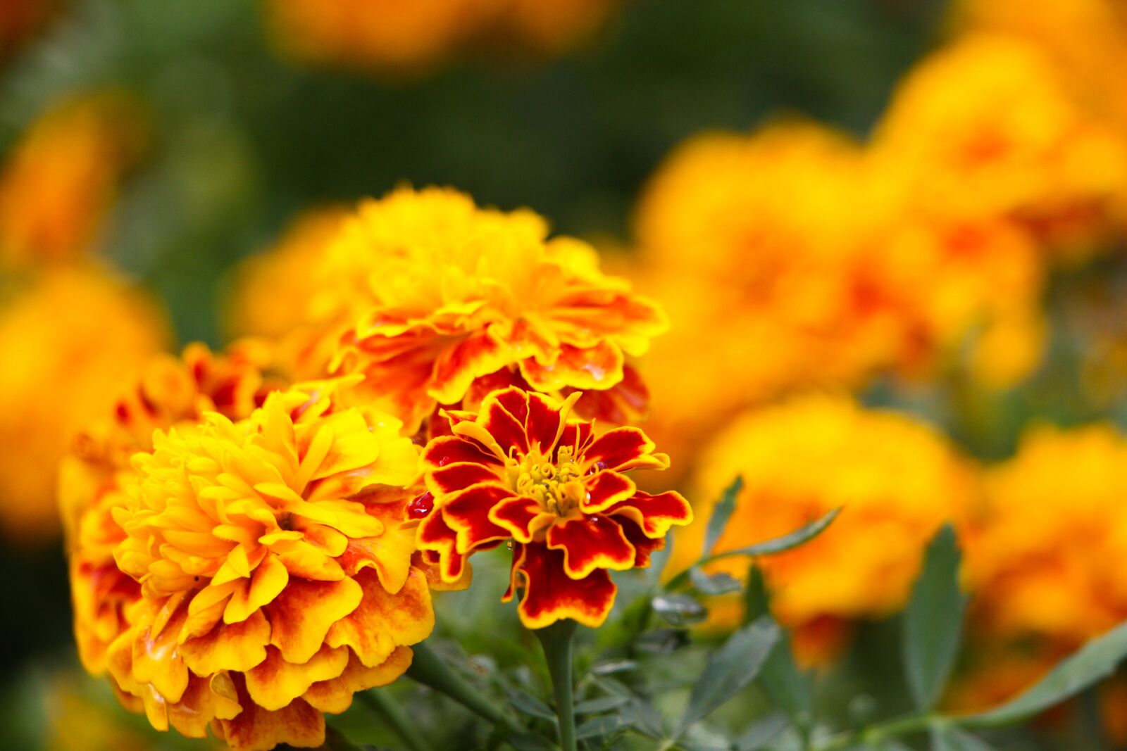 Canon EOS 450D (EOS Rebel XSi / EOS Kiss X2) sample photo. Orange, flower, orange flower photography
