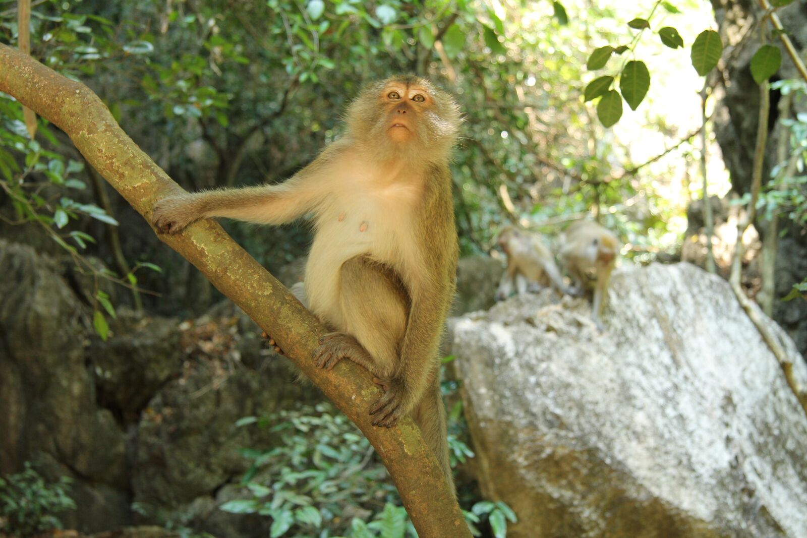Canon EF-S 17-85mm F4-5.6 IS USM sample photo. Asia, monkey, nature photography