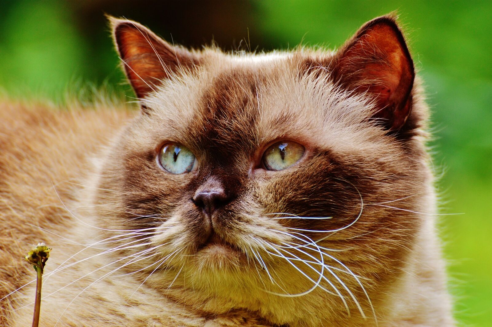 Nikon D3200 sample photo. Cat, british shorthair, mieze photography