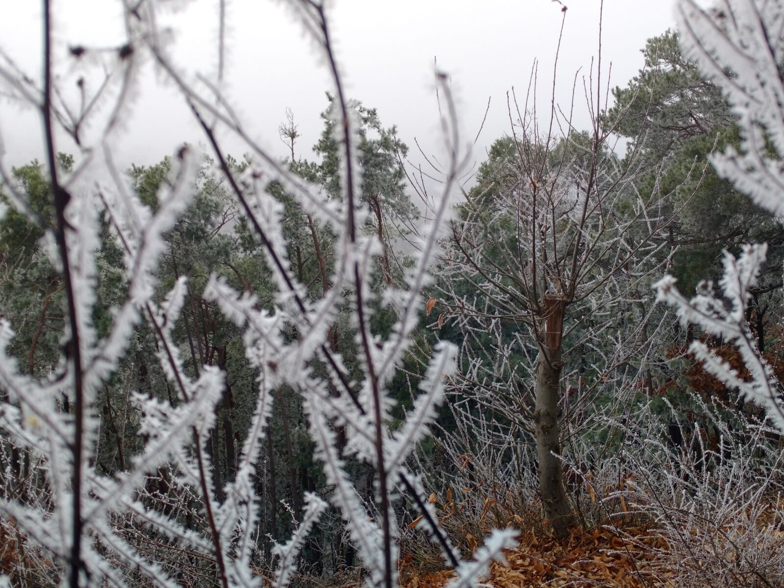 Motorola Moto X Play sample photo. Forest, frost, winter photography