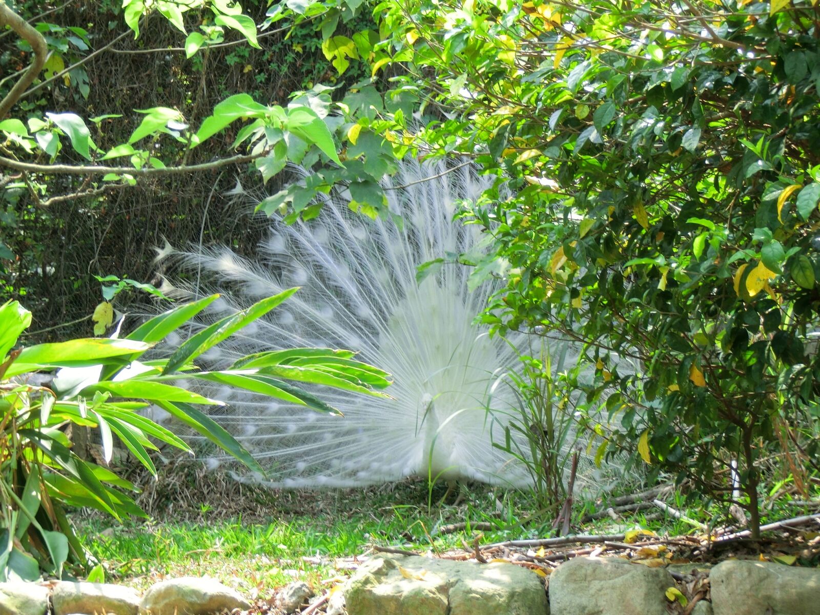 CASIO EX-ZR100 sample photo. The white peacock, courtship photography