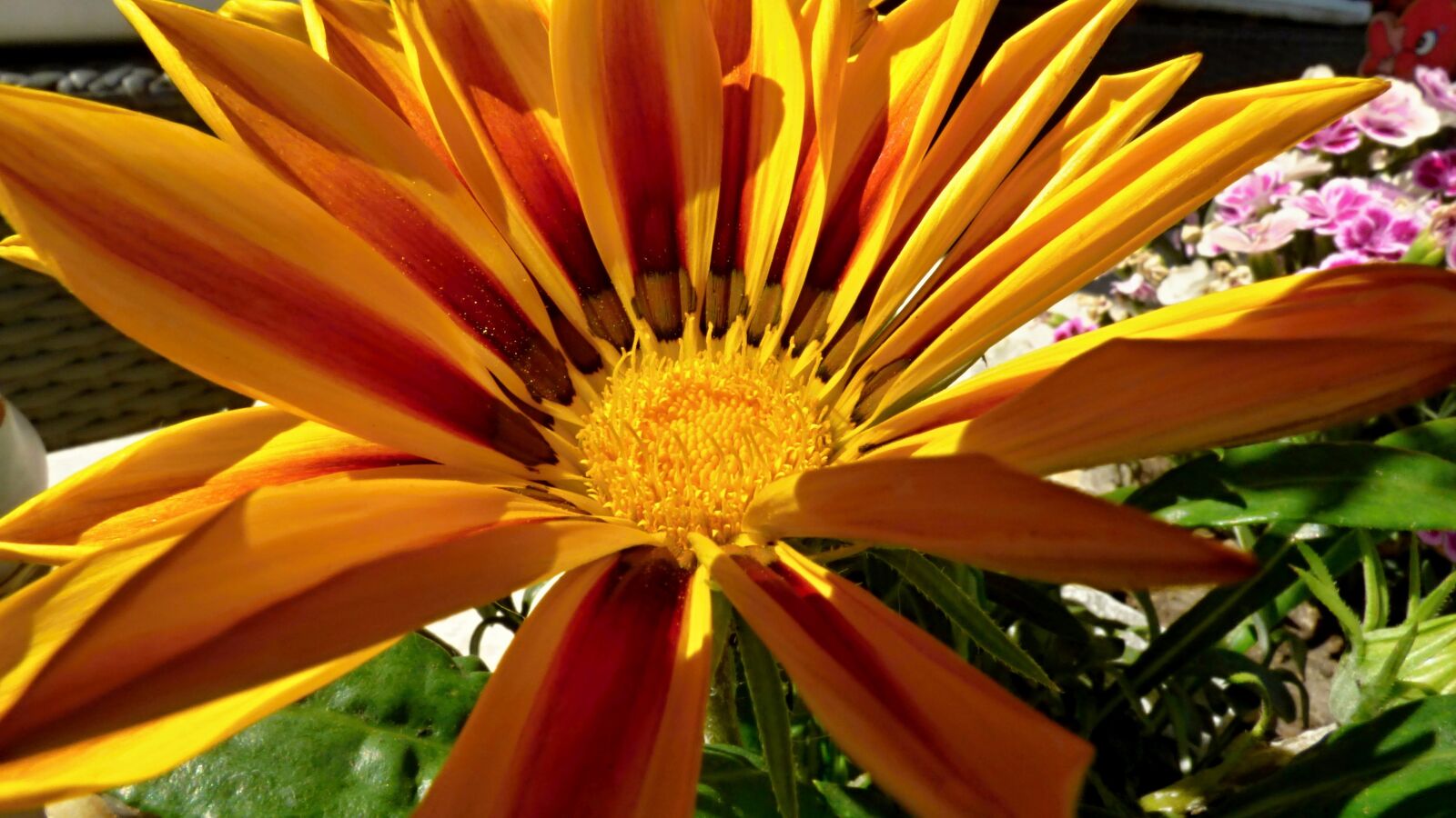 Panasonic DMC-FZ72 sample photo. Flower, žlty, summer photography