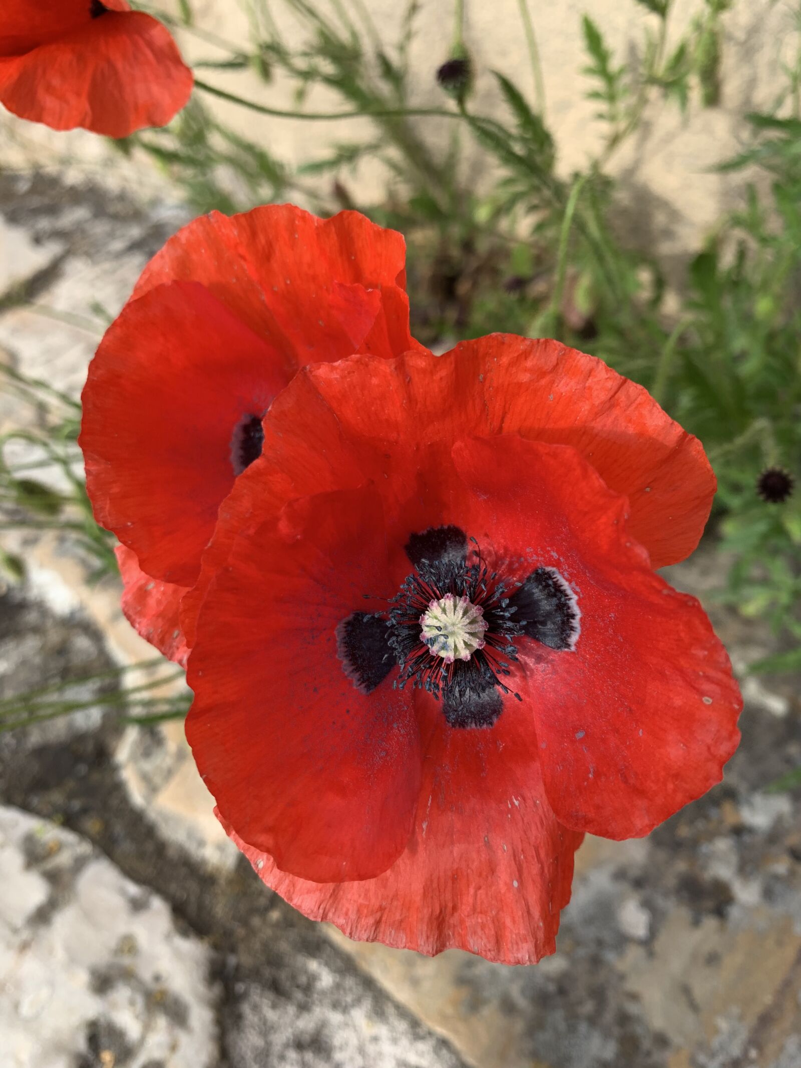 Apple iPhone XR sample photo. Flowers, spring, poppy photography