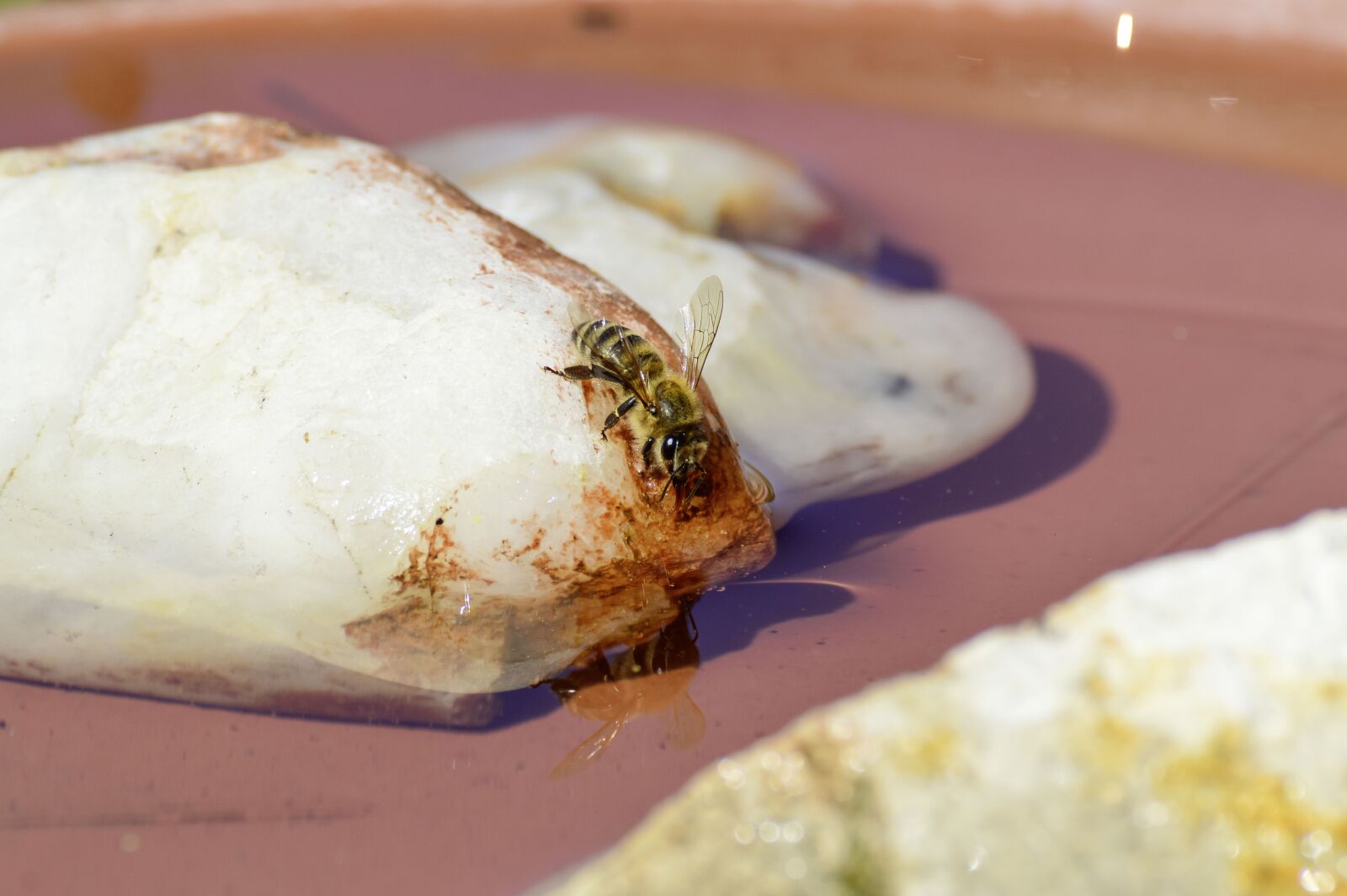 Nikon D3200 sample photo. Bee, honey bee, insect photography
