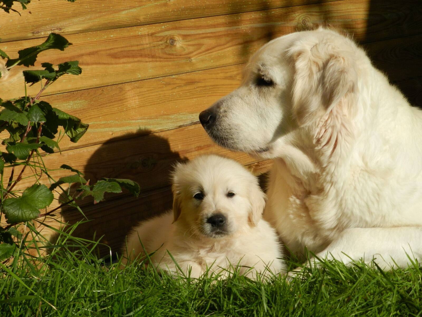 Nikon Coolpix P500 sample photo. Golden retriever, dog, puppy photography