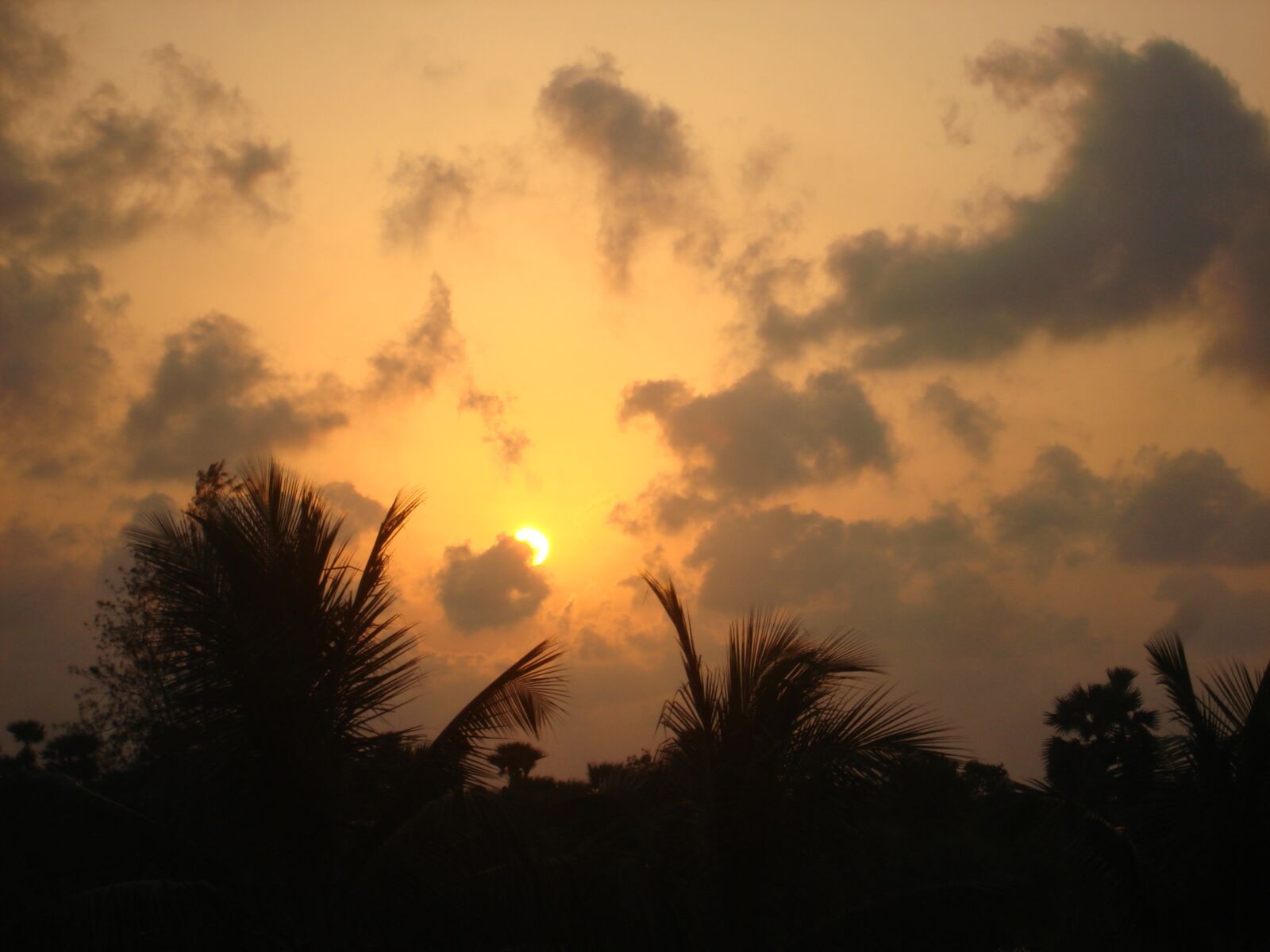 Sony DSC-W100 sample photo. Clouds, sunset, coconut tree photography