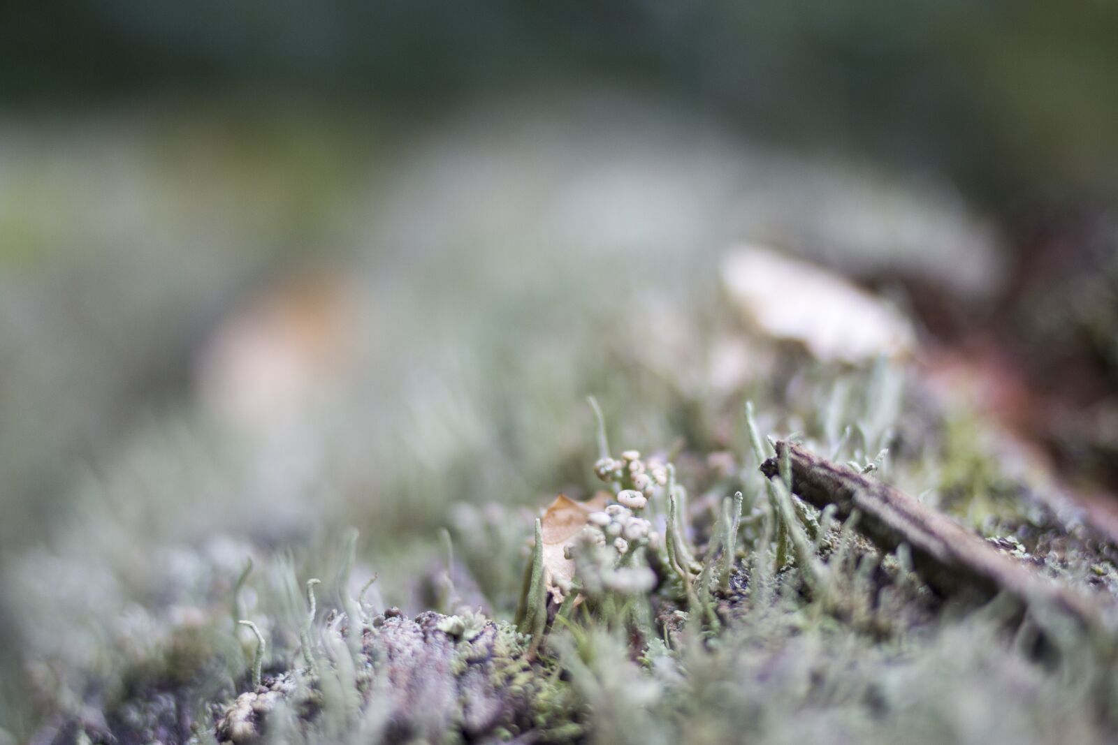 Canon EOS 70D + Canon EF 35mm F2 sample photo. Lichen, detail, macro photography