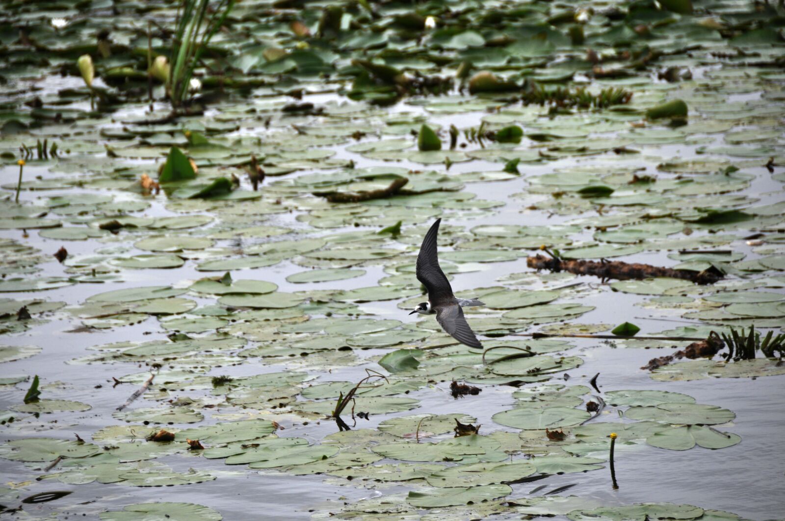 Nikon D90 sample photo. Lake, delta, bird photography