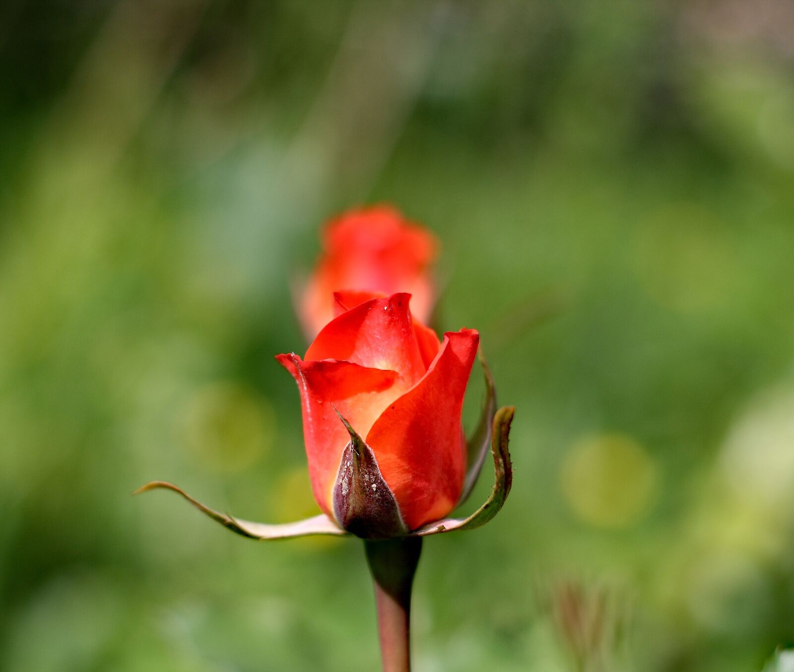 Canon EOS 1000D (EOS Digital Rebel XS / EOS Kiss F) sample photo. Rose flower, red rose photography