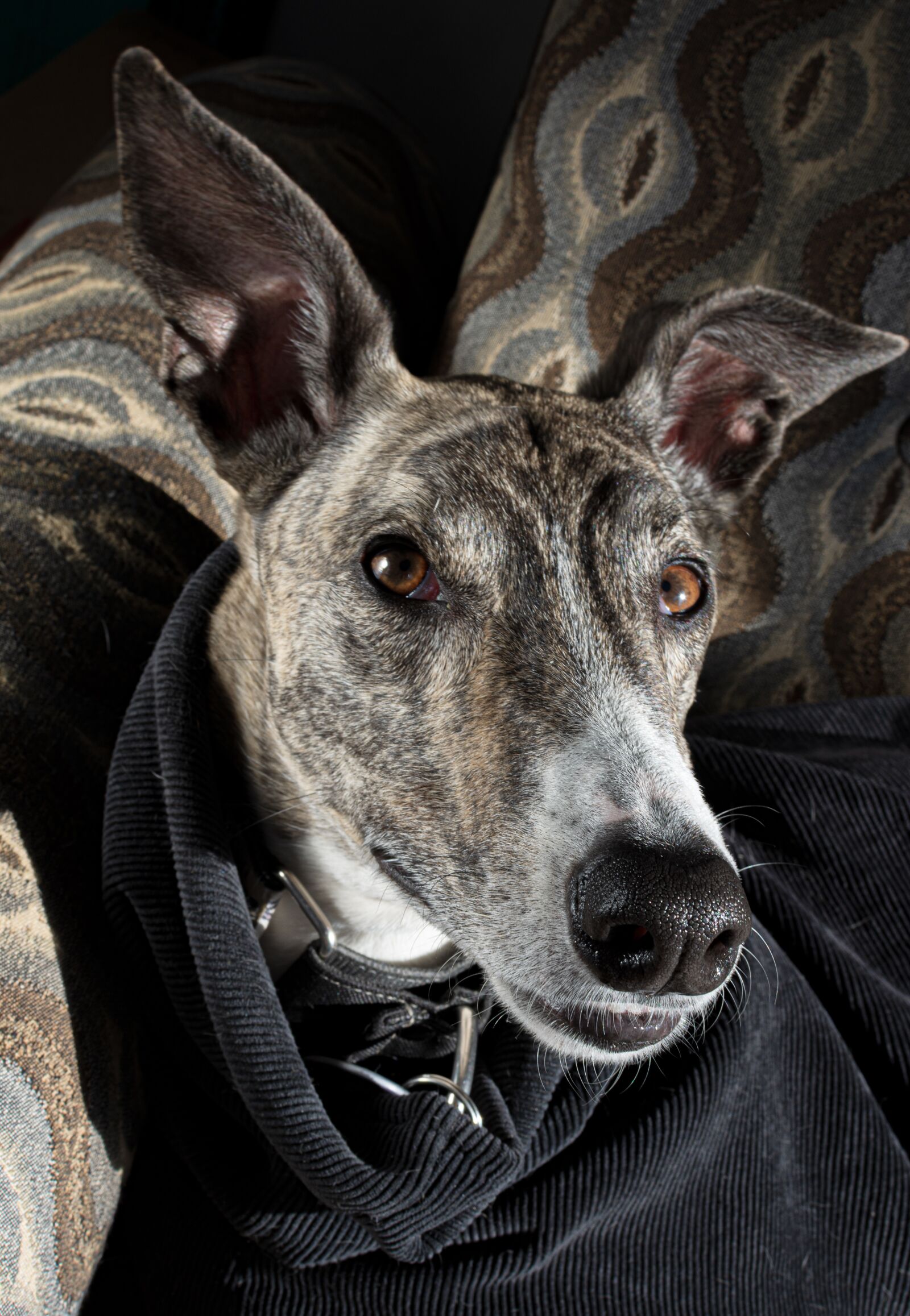 Nikon D7200 sample photo. Dog, love, day photography