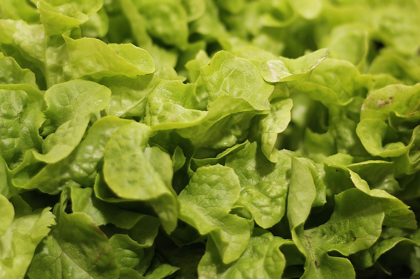 Canon EOS 100D (EOS Rebel SL1 / EOS Kiss X7) + Canon EF 50mm F1.8 STM sample photo. Salad, salad plant, agriculture photography