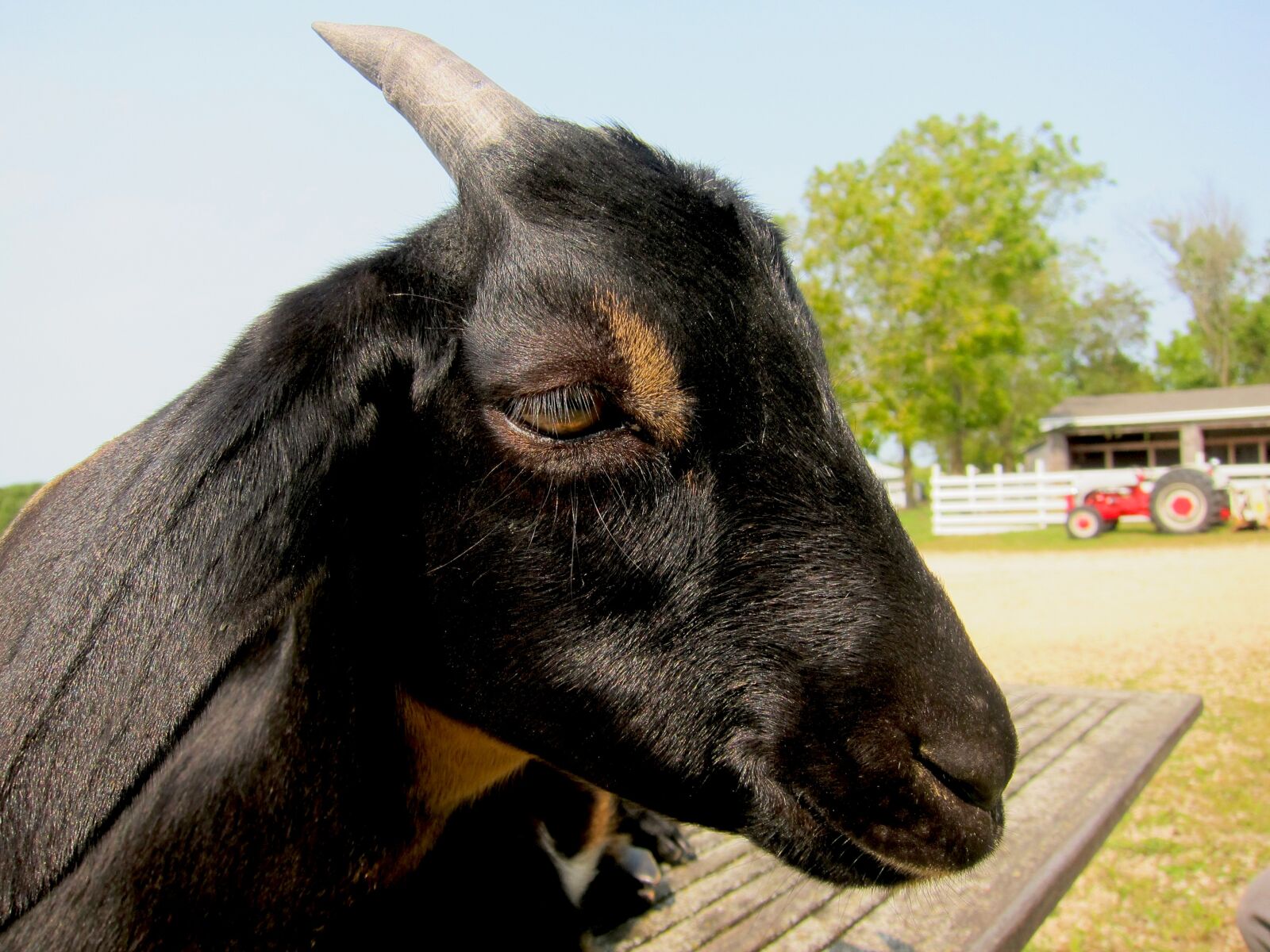 Canon PowerShot S95 sample photo. Goat, agriculture, farm photography