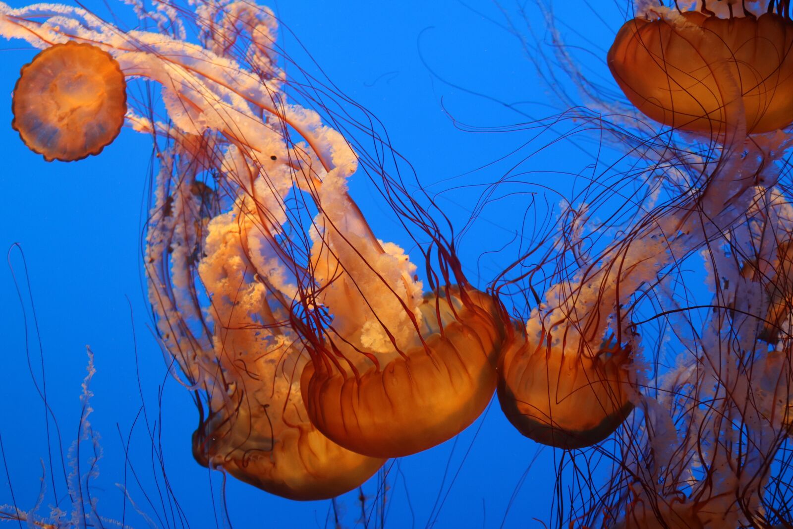 Canon EOS 750D (EOS Rebel T6i / EOS Kiss X8i) sample photo. Jellyfish, aquarium, orange photography