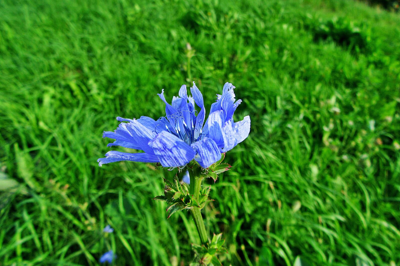 Canon PowerShot SX610 HS sample photo. Cornflower, blue, summer photography