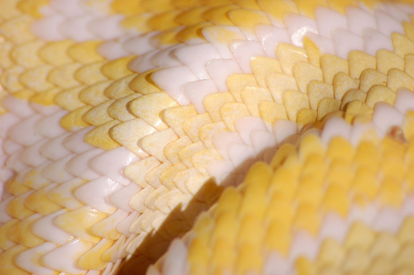 Nikon D40 sample photo. Snake, scales, reptile photography