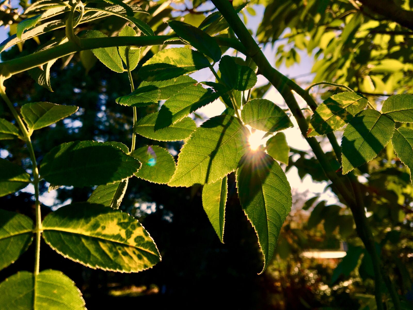 Apple iPhone 6s sample photo. Leaves, backlighting, bright photography
